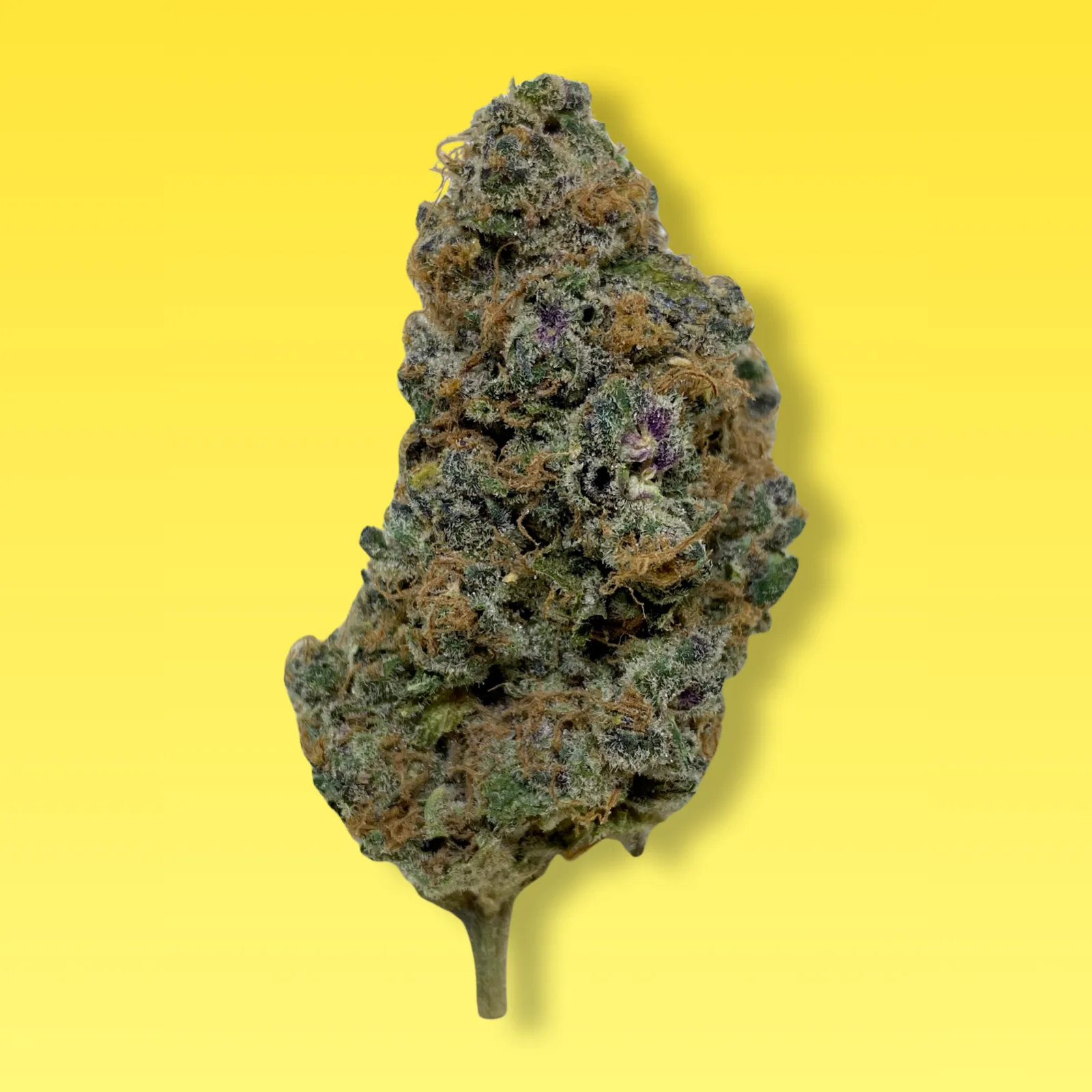 Mimosa cannabis flower buds — dense green and purple buds with frosty trichomes