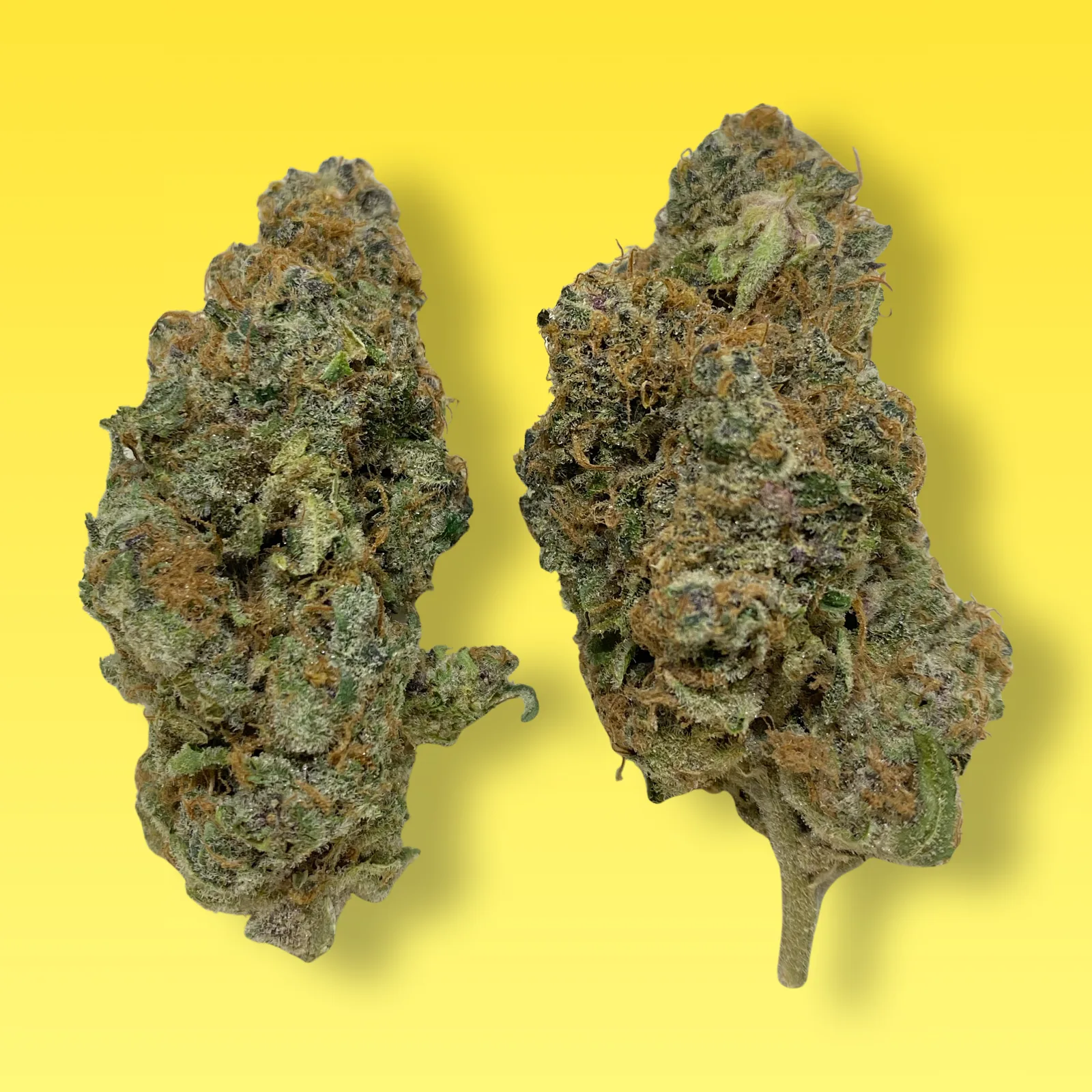 Mimosa cannabis flower buds — dense green and purple buds with frosty trichomes