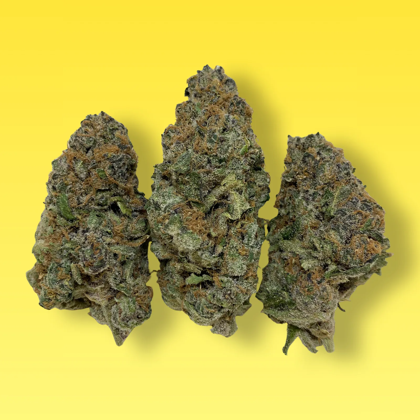 Mimosa cannabis flower buds — dense green and purple buds with frosty trichomes