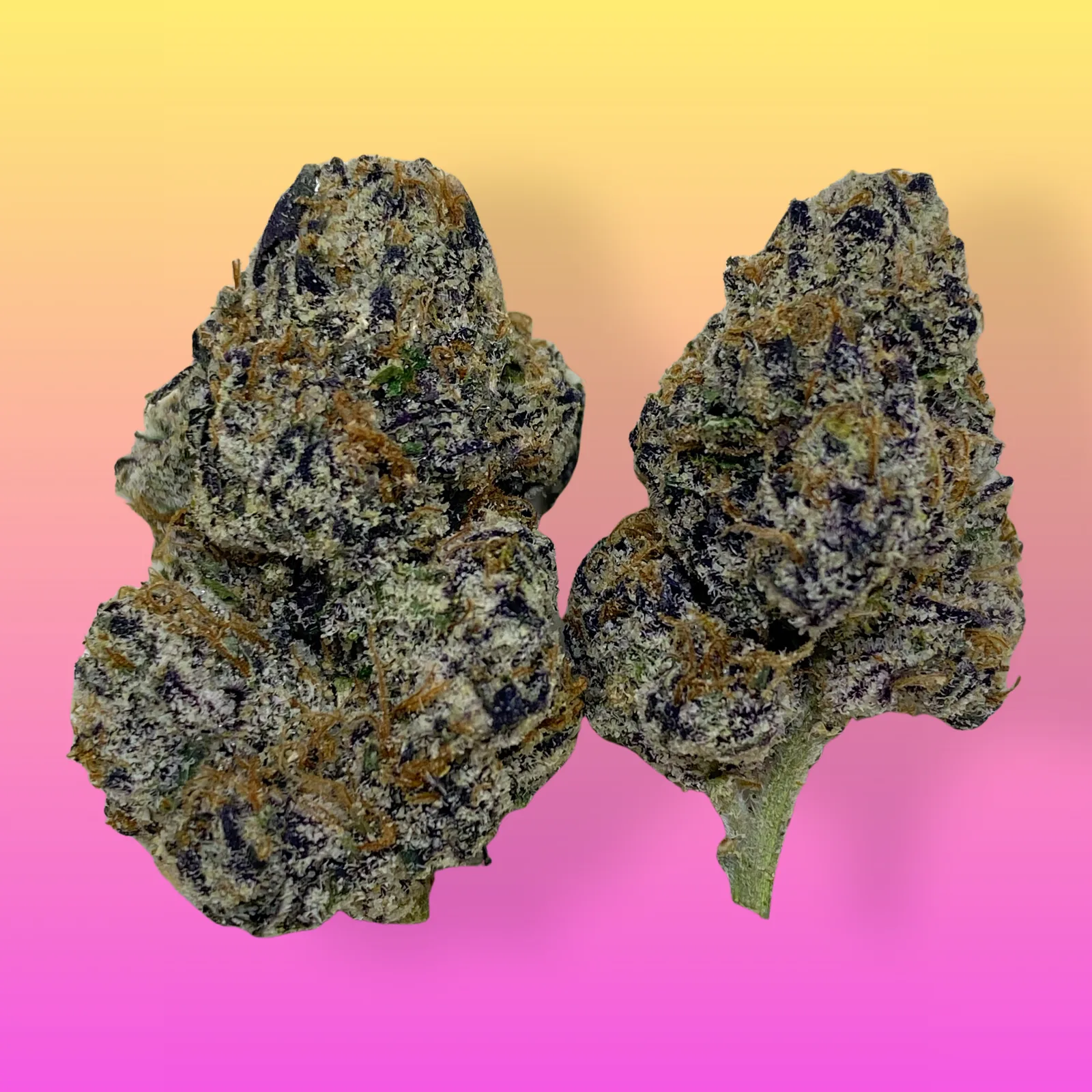 Close-up of Amnesia Haze cannabis strain buds with bright orange hairs, frosty trichomes, and a citrus haze appearance.