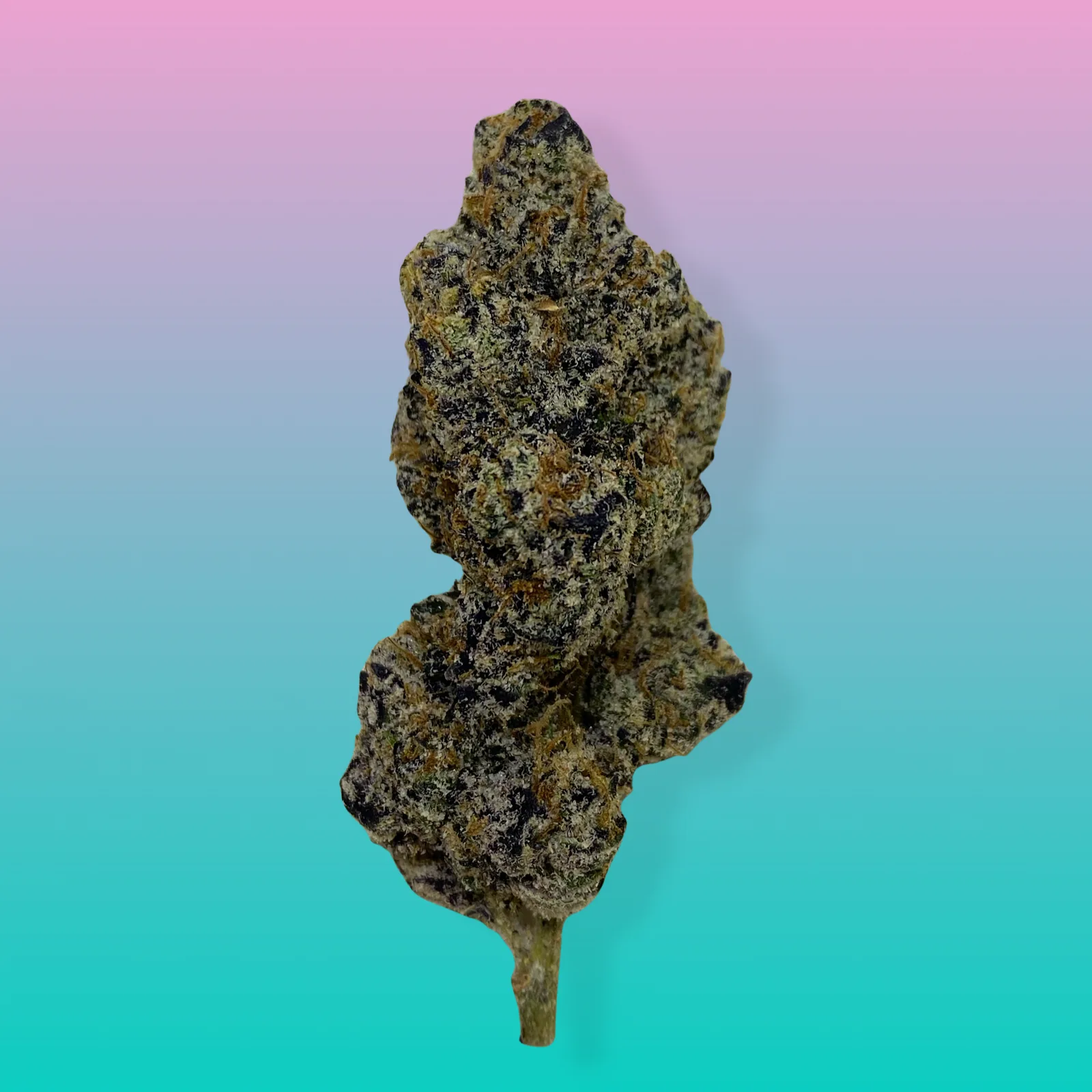 Macro photo of White Zlushie cannabis strain buds covered in thick white trichomes with purple hues and orange pistils.