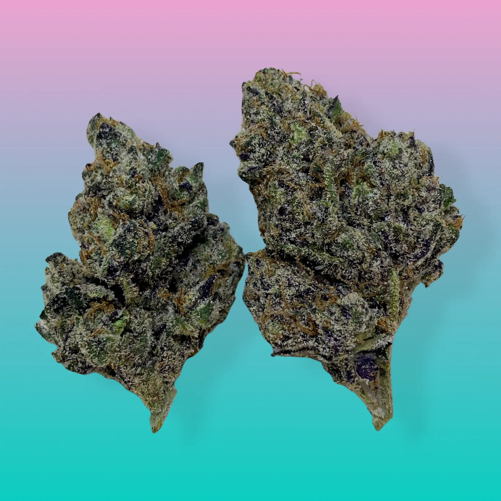 Macro photo of White Zlushie cannabis strain buds covered in thick white trichomes with purple hues and orange pistils.