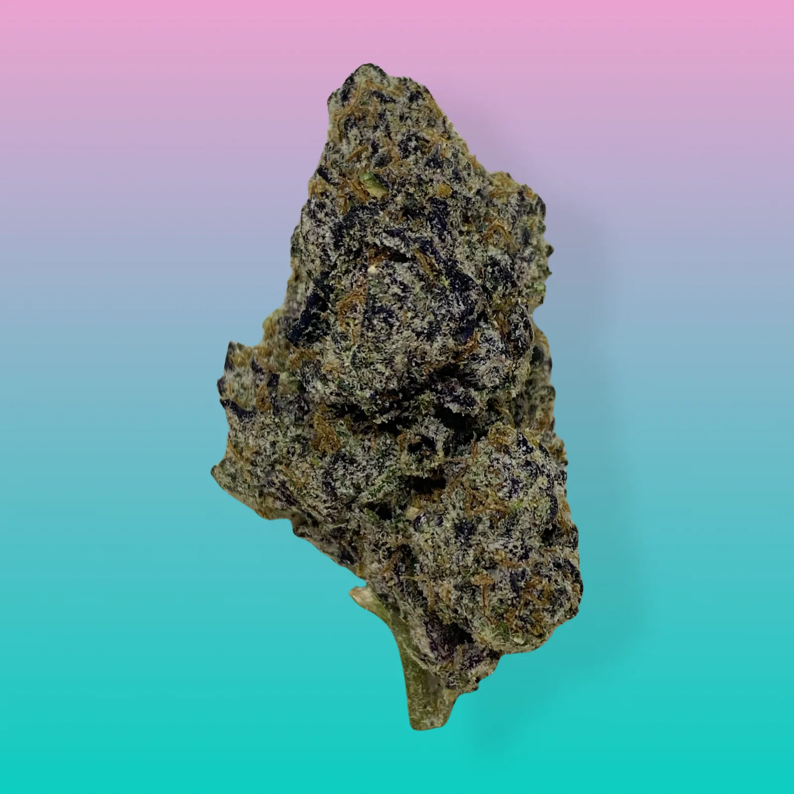 Macro photo of White Zlushie cannabis strain buds covered in thick white trichomes with purple hues and orange pistils.