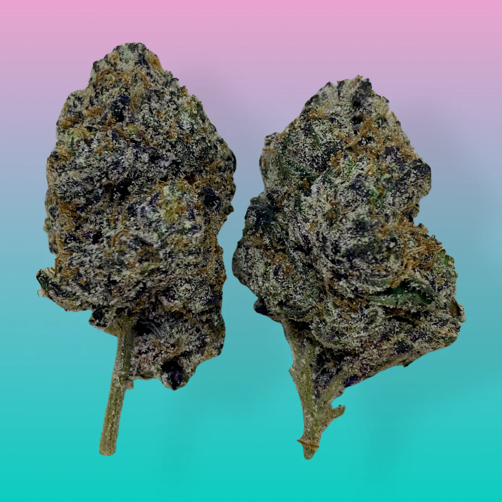 Macro photo of White Zlushie cannabis strain buds covered in thick white trichomes with purple hues and orange pistils.