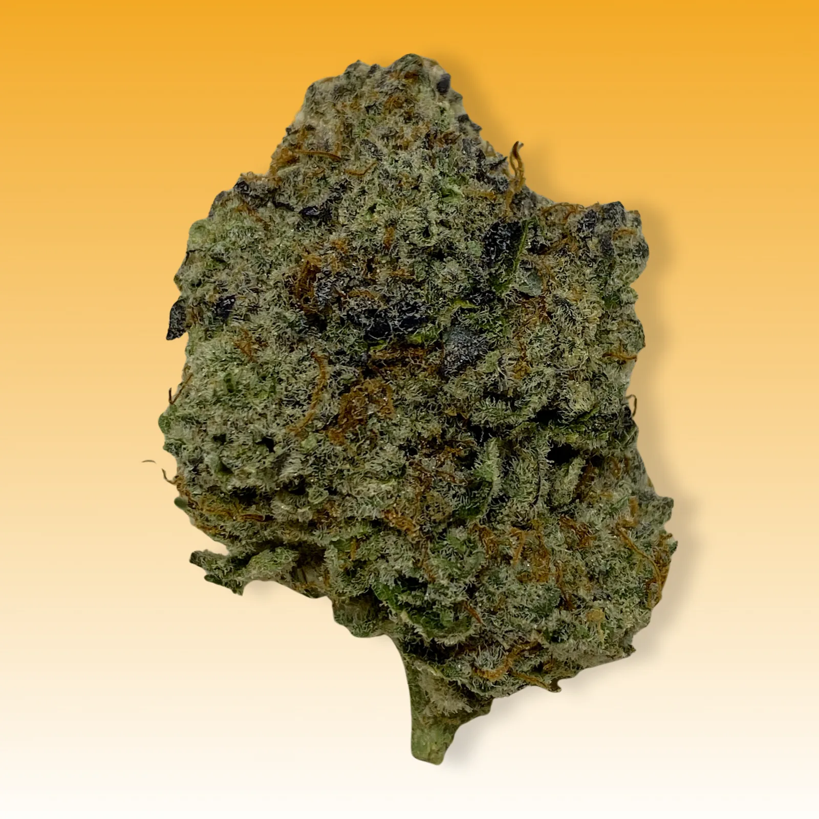 Close-up of Whiteout cannabis strain buds covered in frosty white trichomes with bright orange hairs and citrus haze undertones.