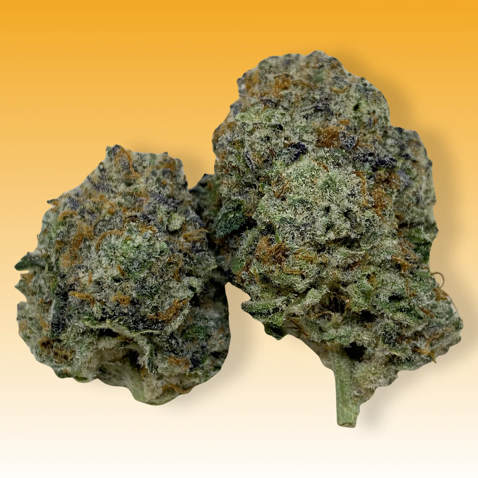 Close-up of Whiteout cannabis strain buds covered in frosty white trichomes with bright orange hairs and citrus haze undertones.