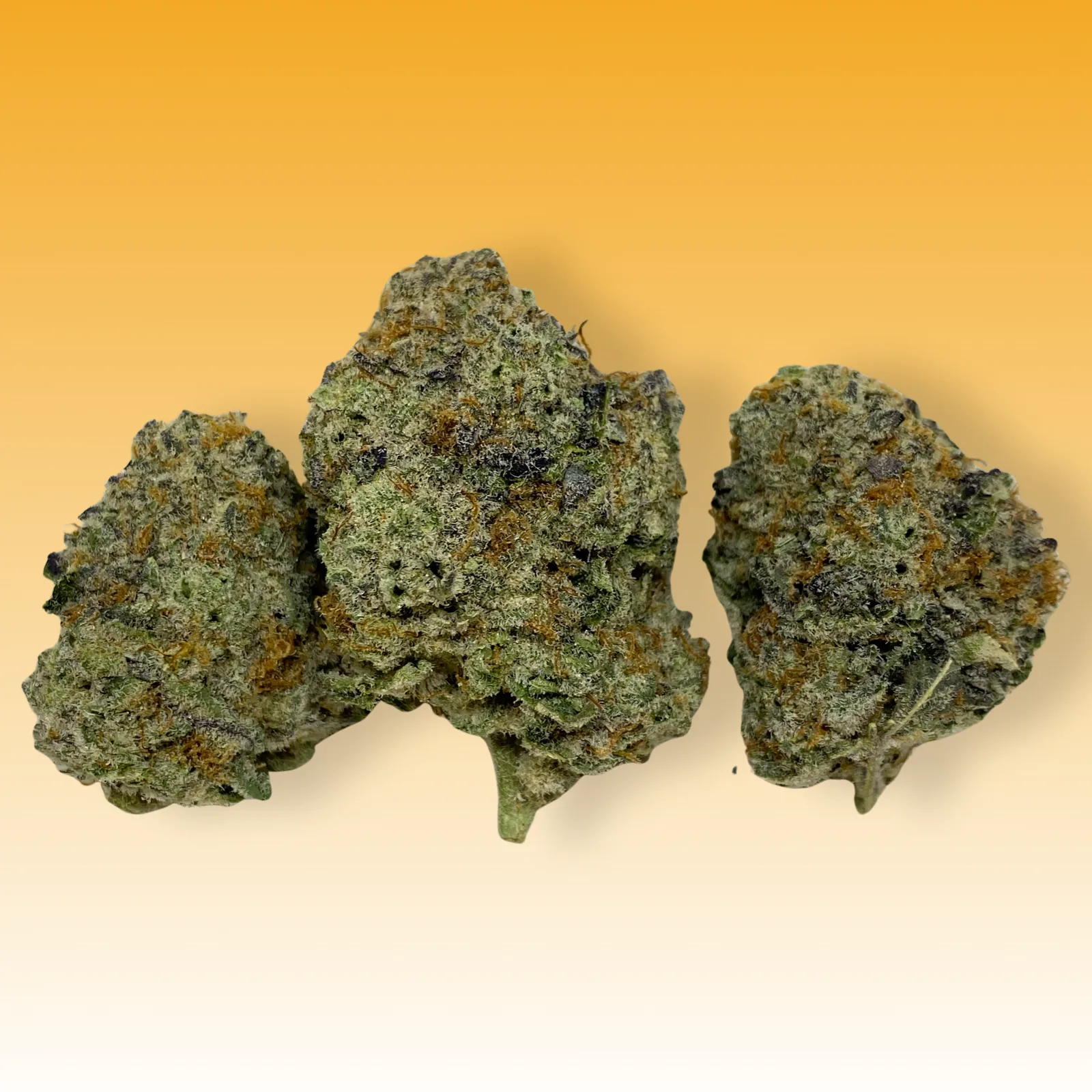 Close-up of Whiteout cannabis strain buds covered in frosty white trichomes with bright orange hairs and citrus haze undertones.