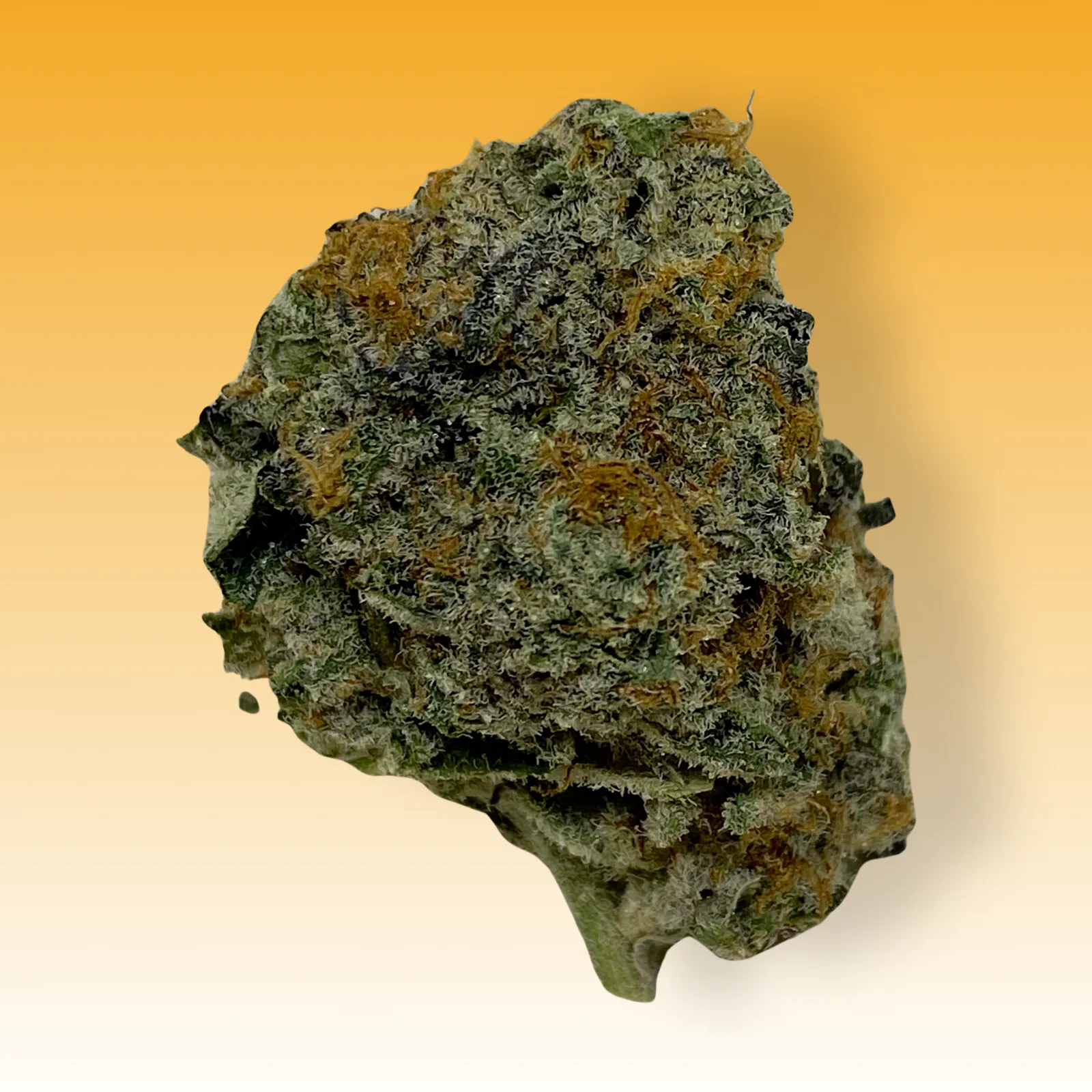 Close-up of Whiteout cannabis strain buds covered in frosty white trichomes with bright orange hairs and citrus haze undertones.