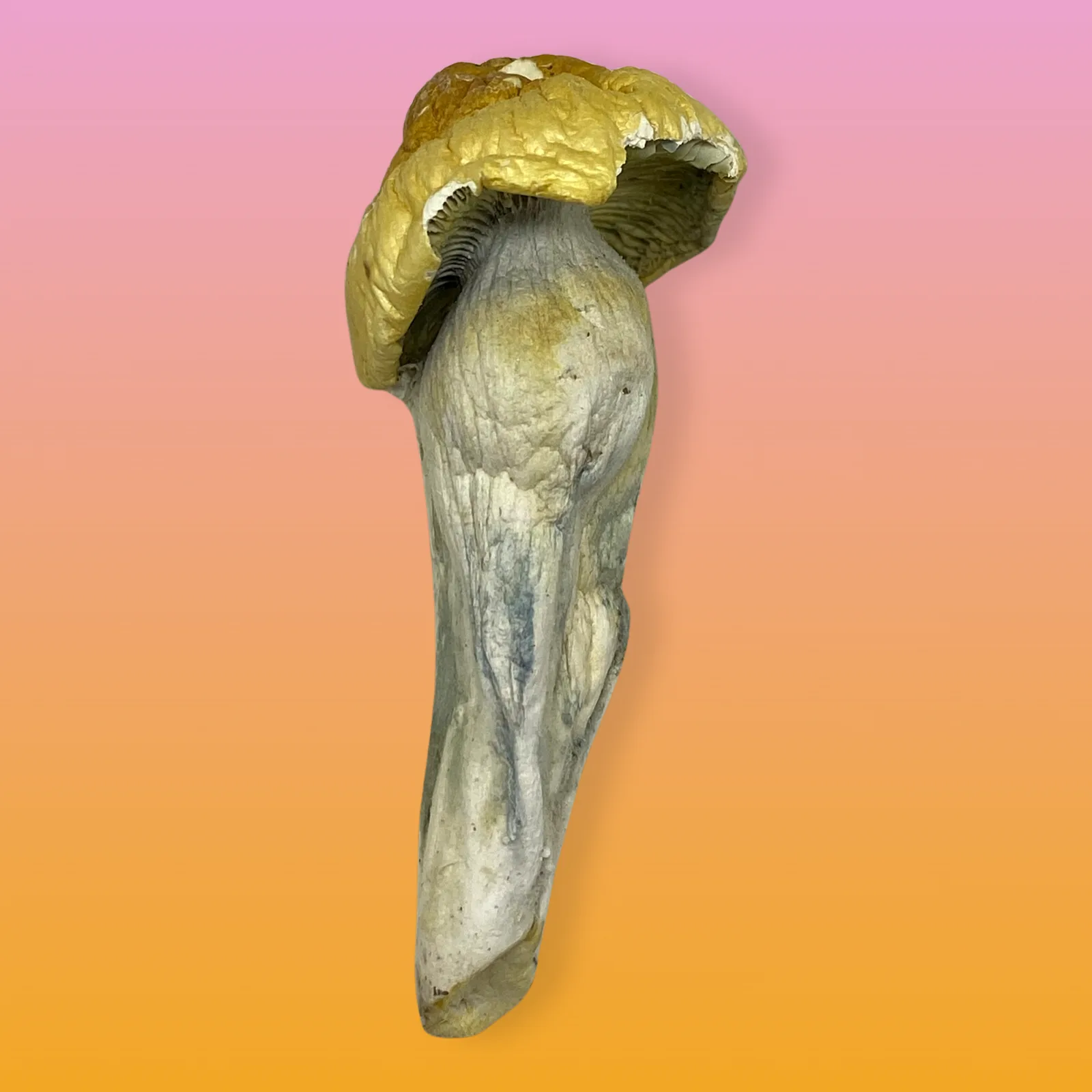 Iceberg psilocybin mushrooms with pale caps and dense structure