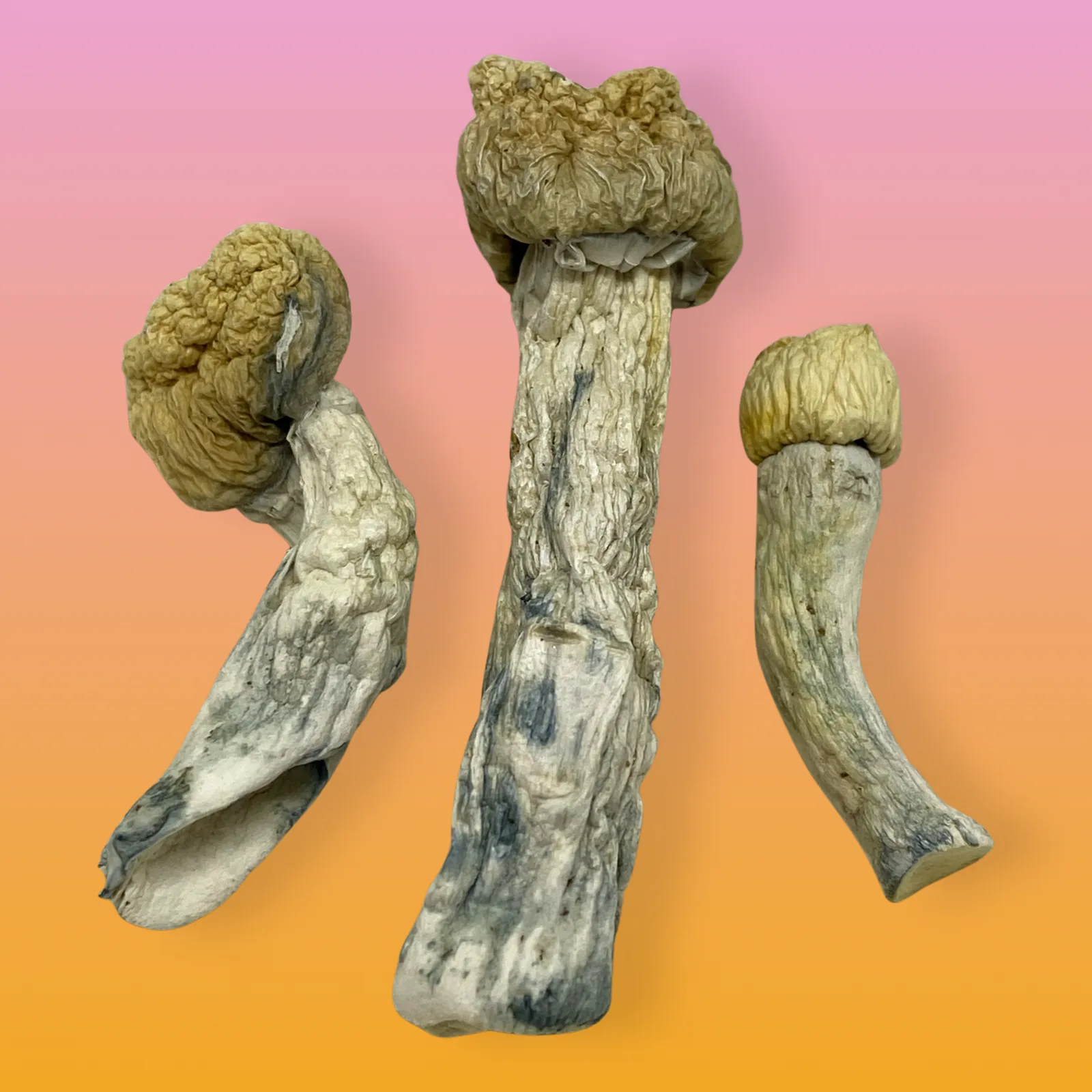 Iceberg psilocybin mushrooms with pale caps and dense structure