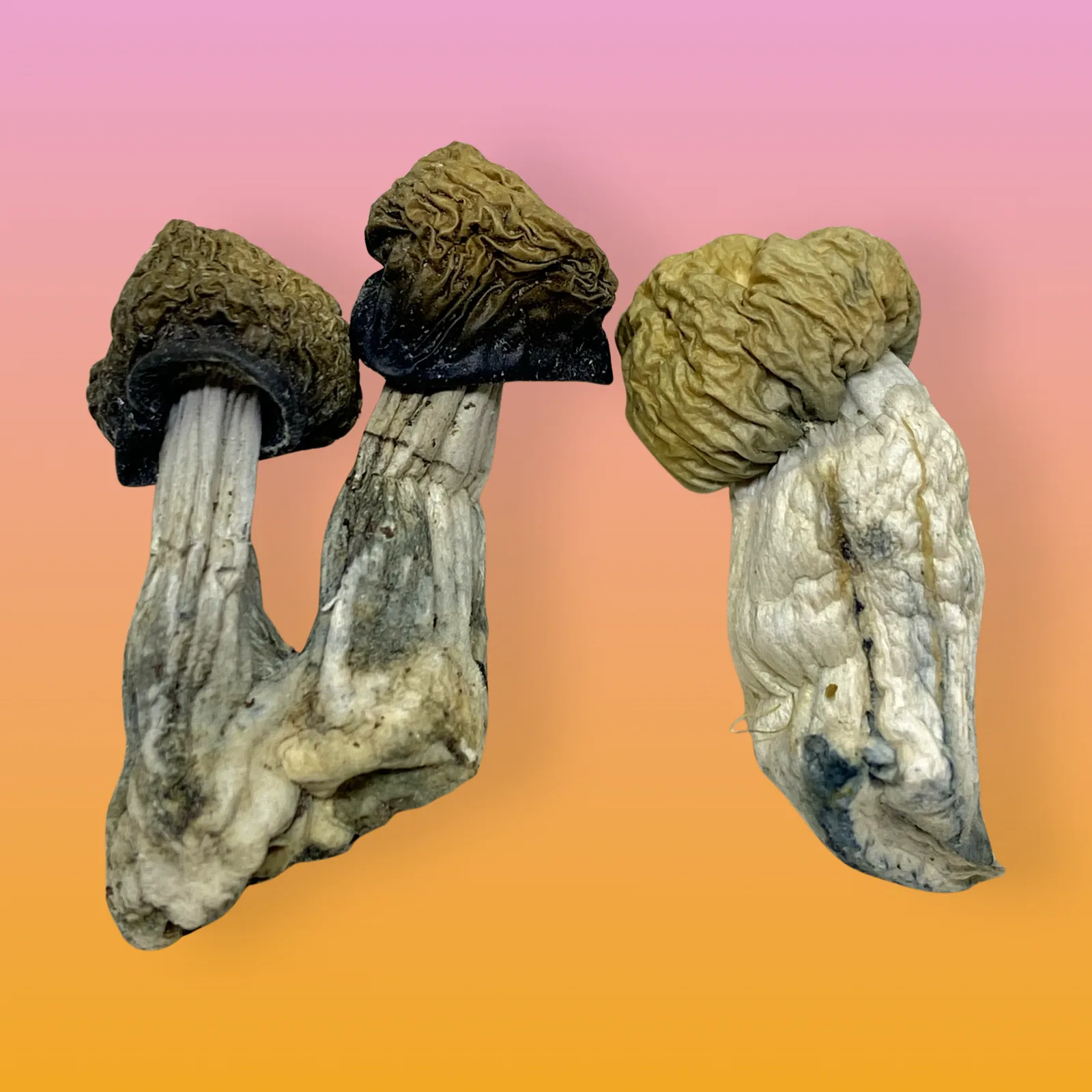 Iceberg psilocybin mushrooms with pale caps and dense structure
