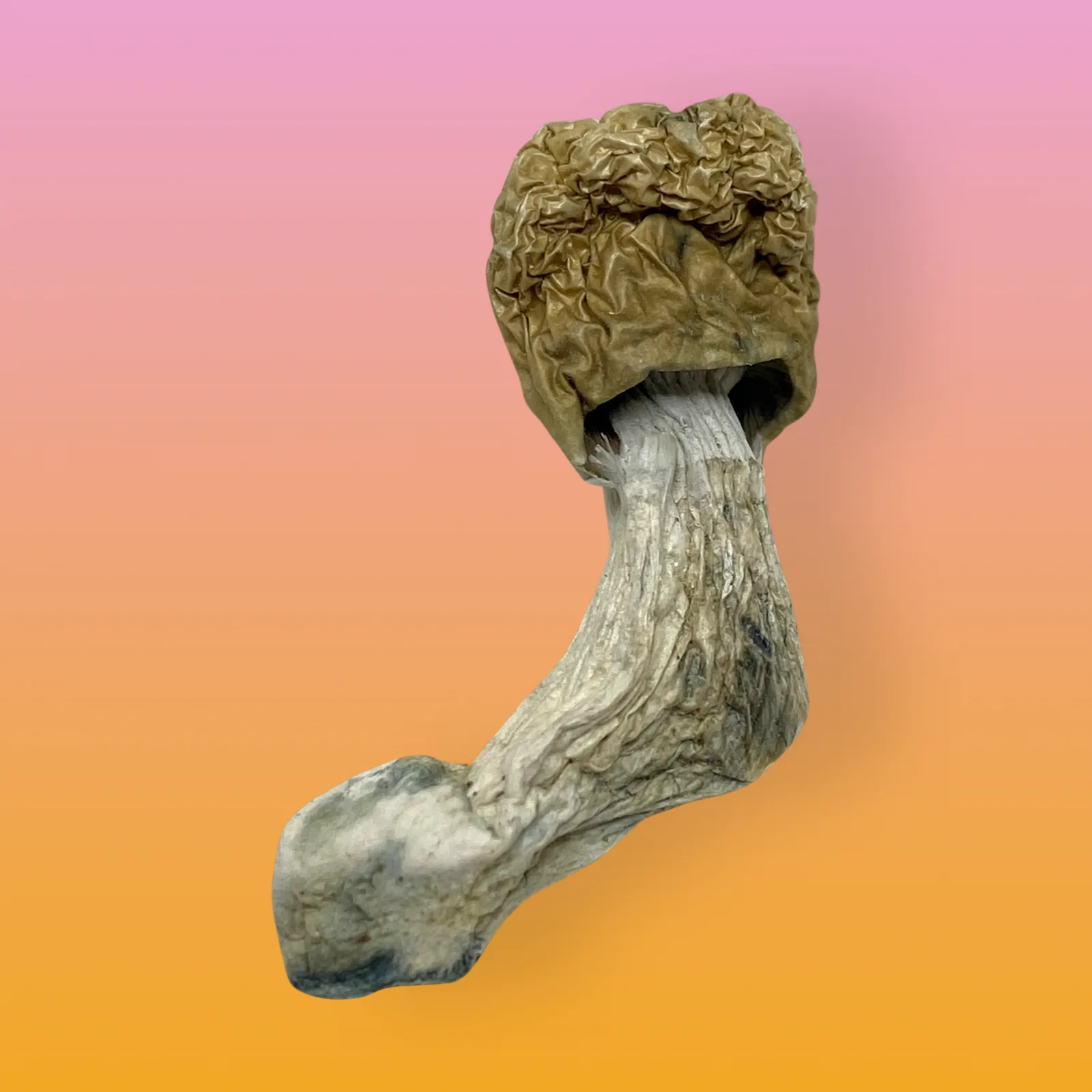 Iceberg psilocybin mushrooms with pale caps and dense structure