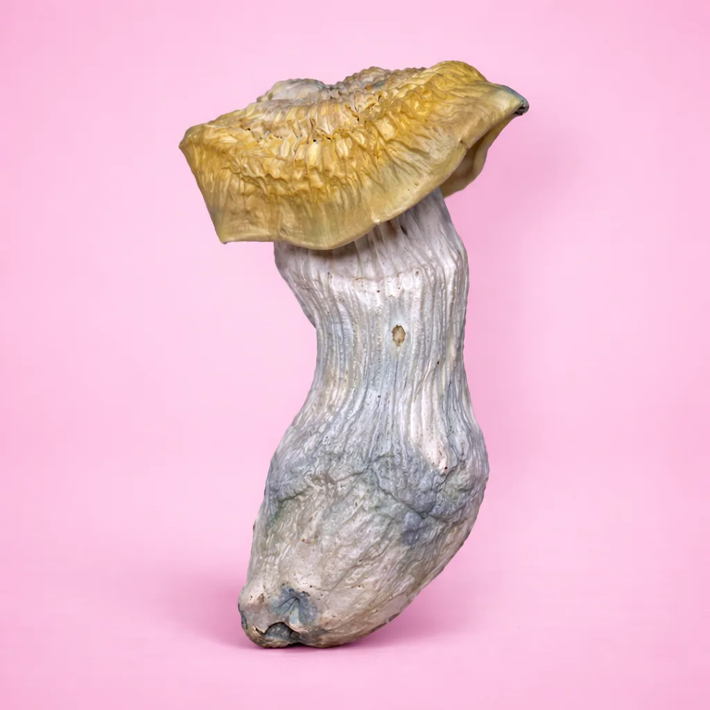Yeti psilocybin mushroom strain with pale albino fruiting bodies