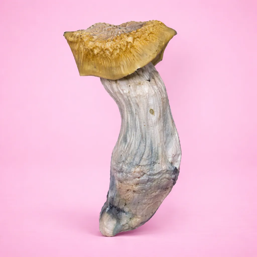 Yeti psilocybin mushroom strain with pale albino fruiting bodies