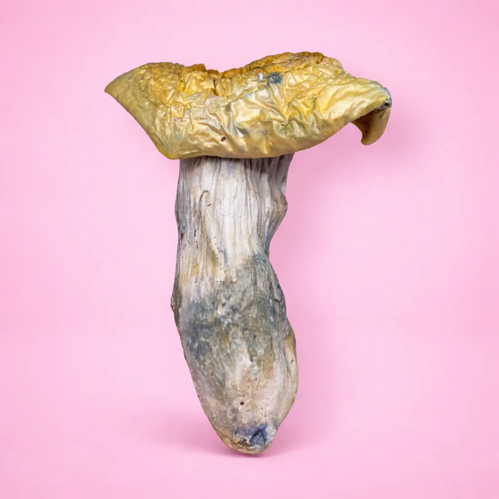 Yeti psilocybin mushroom strain with pale albino fruiting bodies
