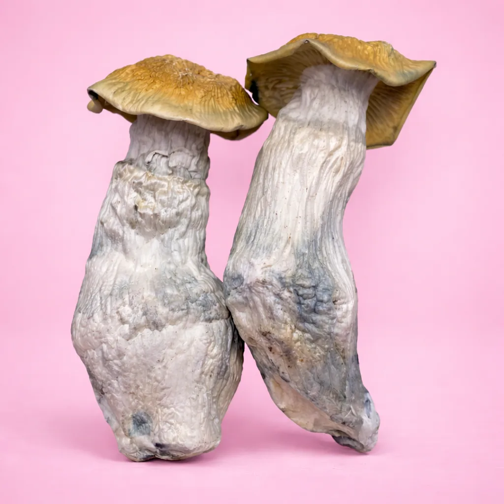 Yeti psilocybin mushroom strain with pale albino fruiting bodies