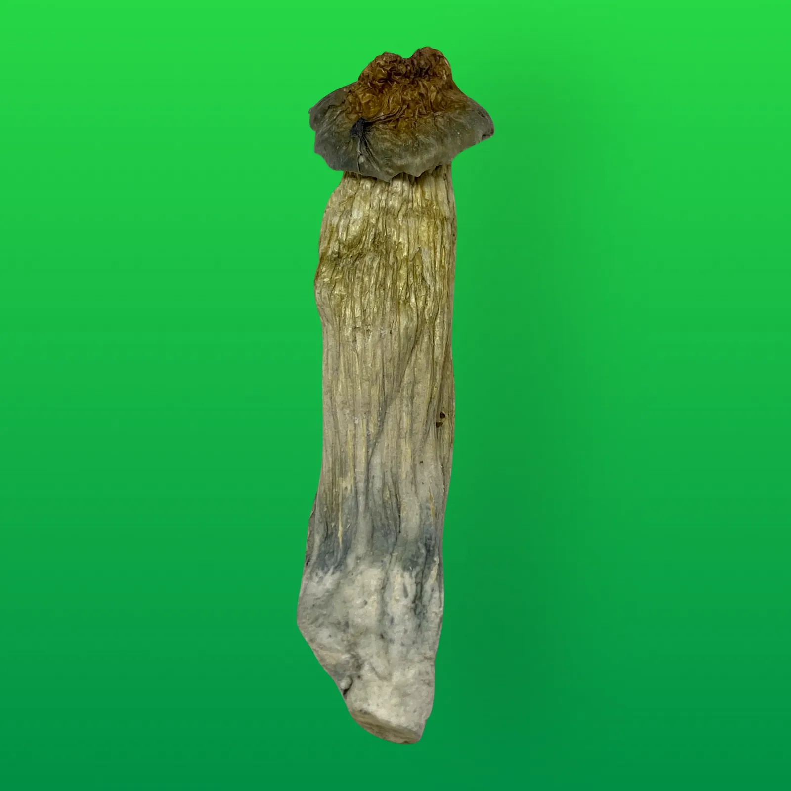 Full Moon Party psilocybin mushrooms (Psilocybe cubensis) dried