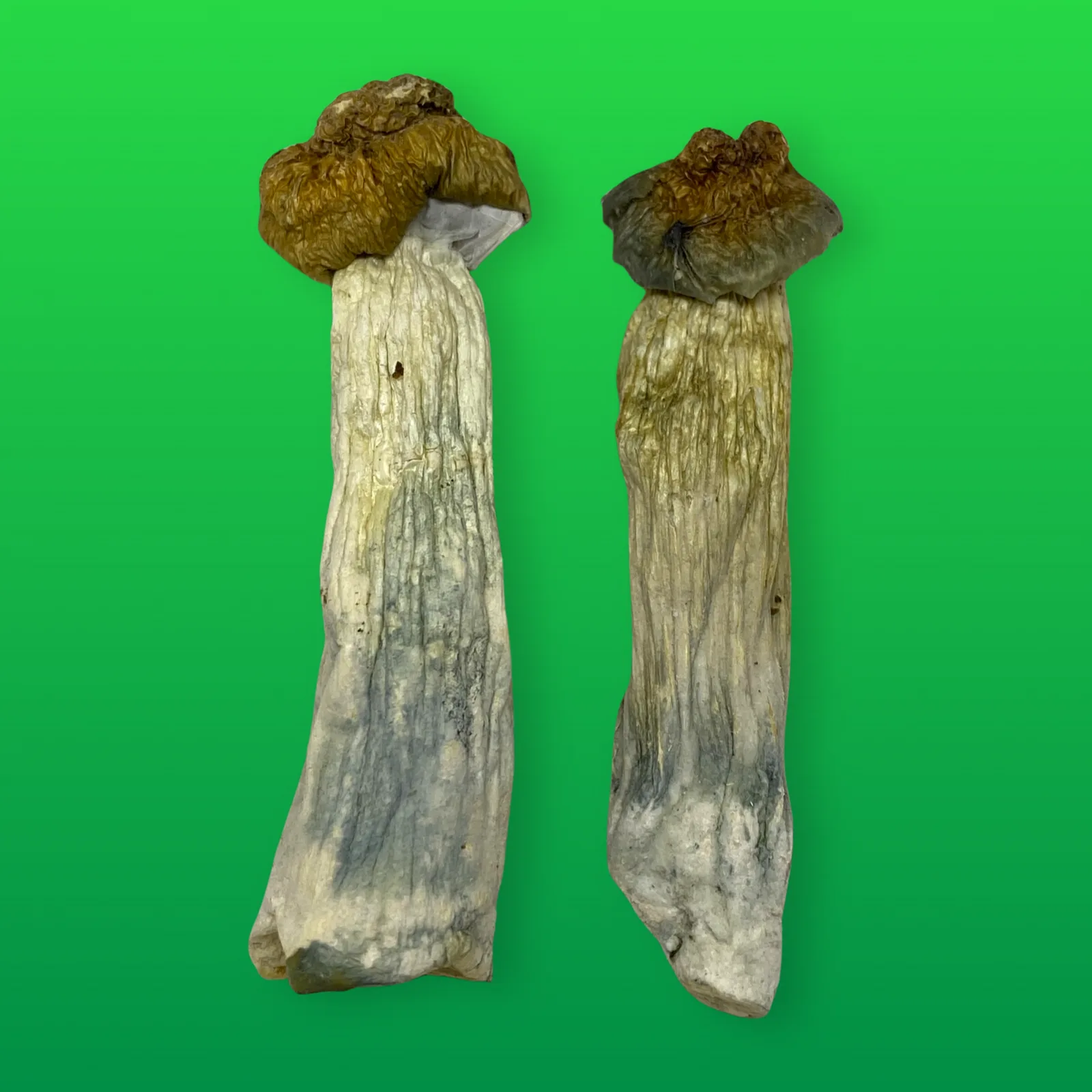 Full Moon Party psilocybin mushrooms (Psilocybe cubensis) dried