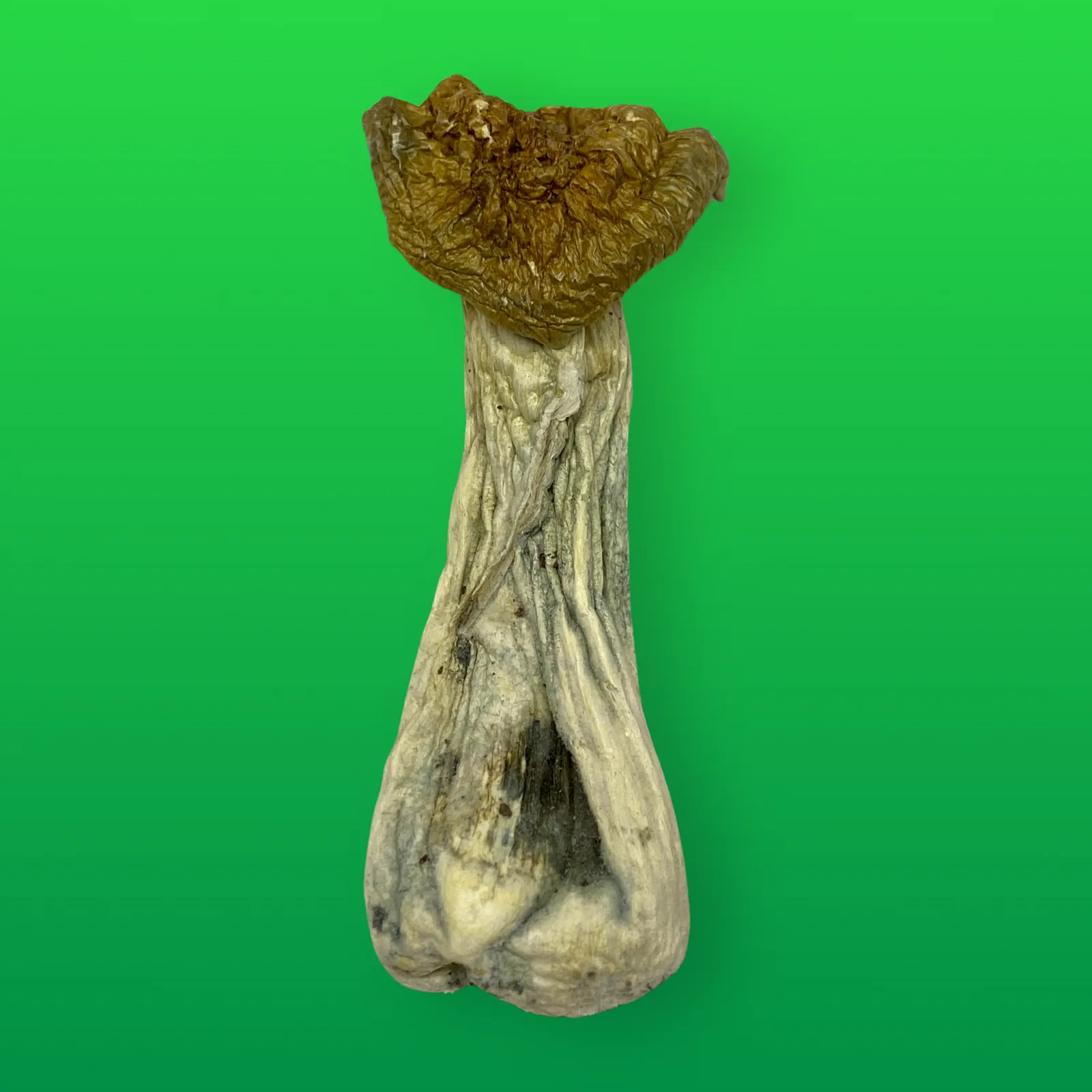 Full Moon Party psilocybin mushrooms (Psilocybe cubensis) dried