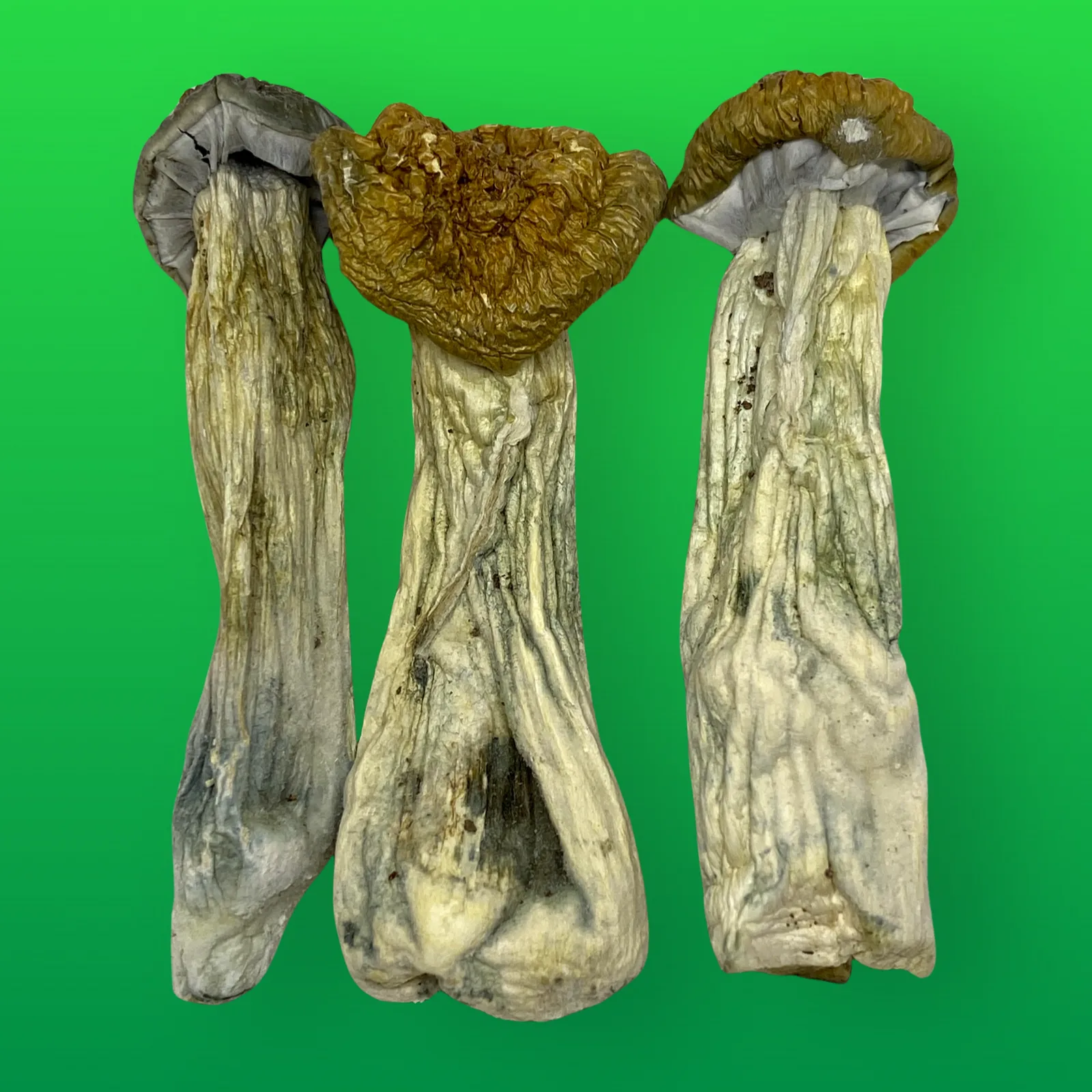 Full Moon Party psilocybin mushrooms (Psilocybe cubensis) dried