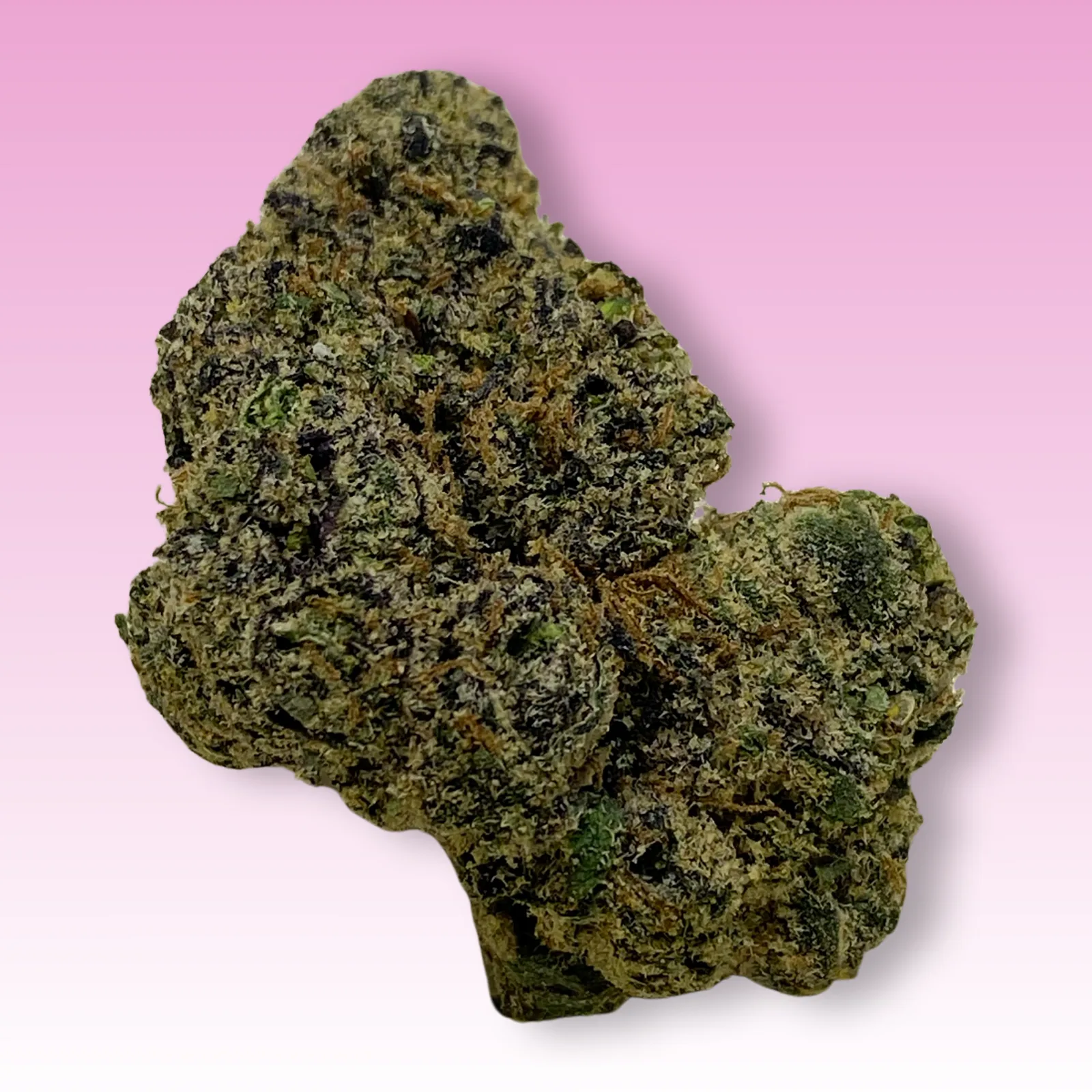 Tokyo Gumdrop cannabis strain buds — candy sweet, colorful hybrid