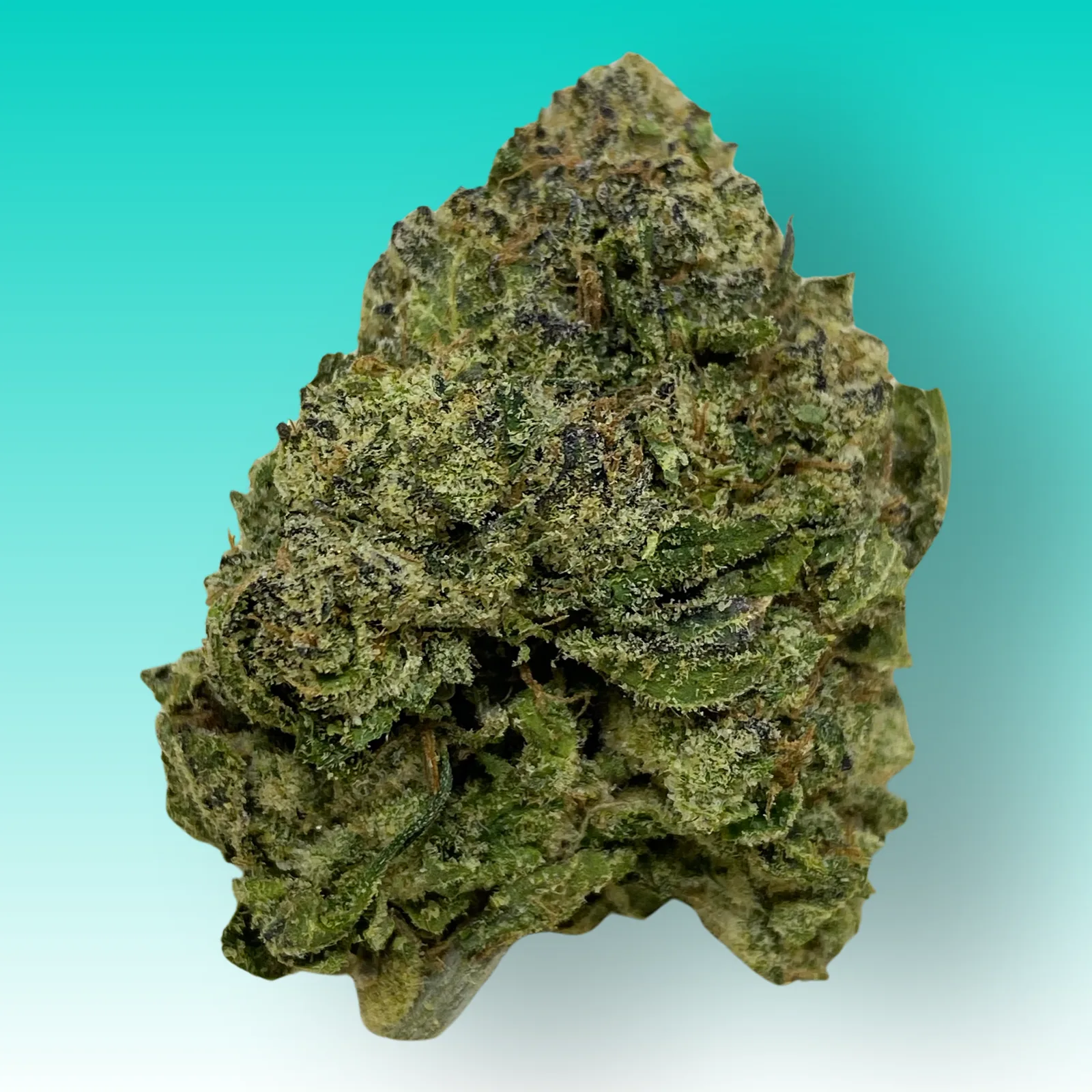 Gobstopper cannabis strain buds with purple and green hues