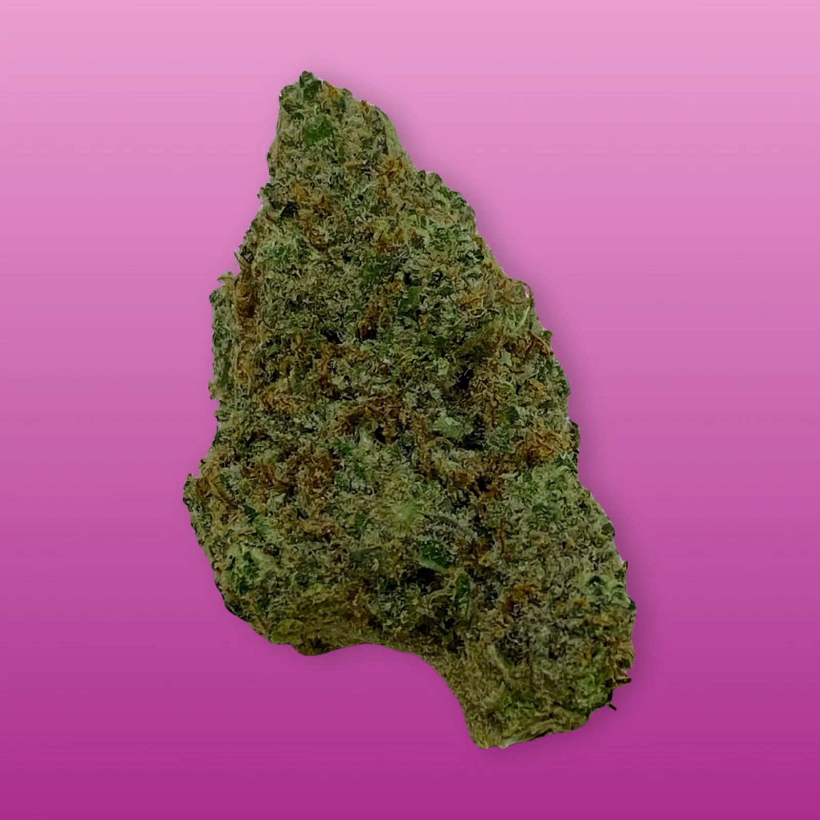 Lavender Haze cannabis strain buds with floral lavender aroma