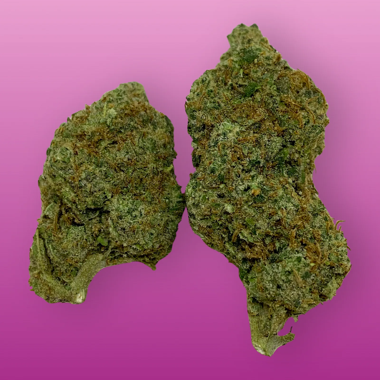 Lavender Haze cannabis strain buds with floral lavender aroma