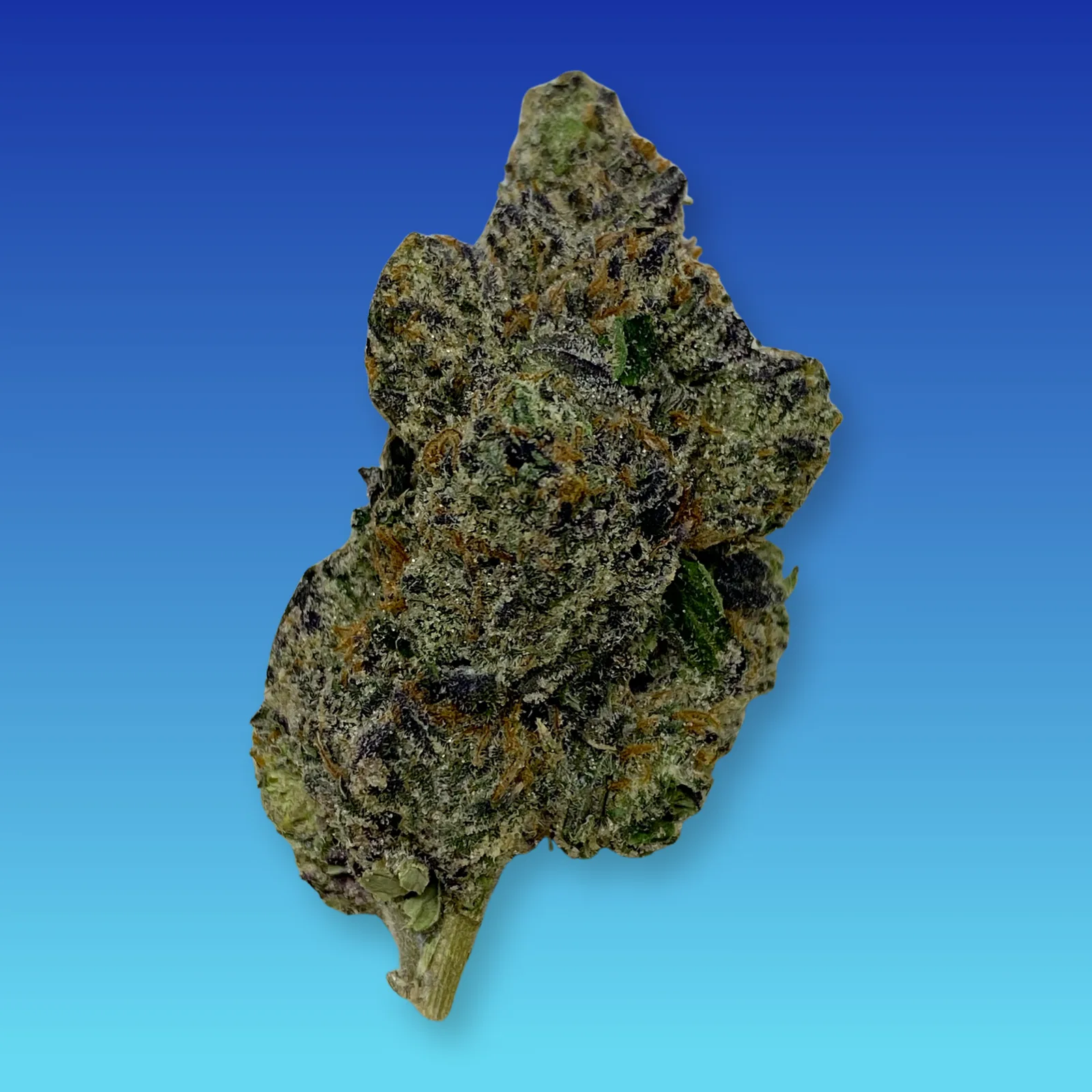 Warhead cannabis strain buds with sour citrus aroma and sweet candy flavor