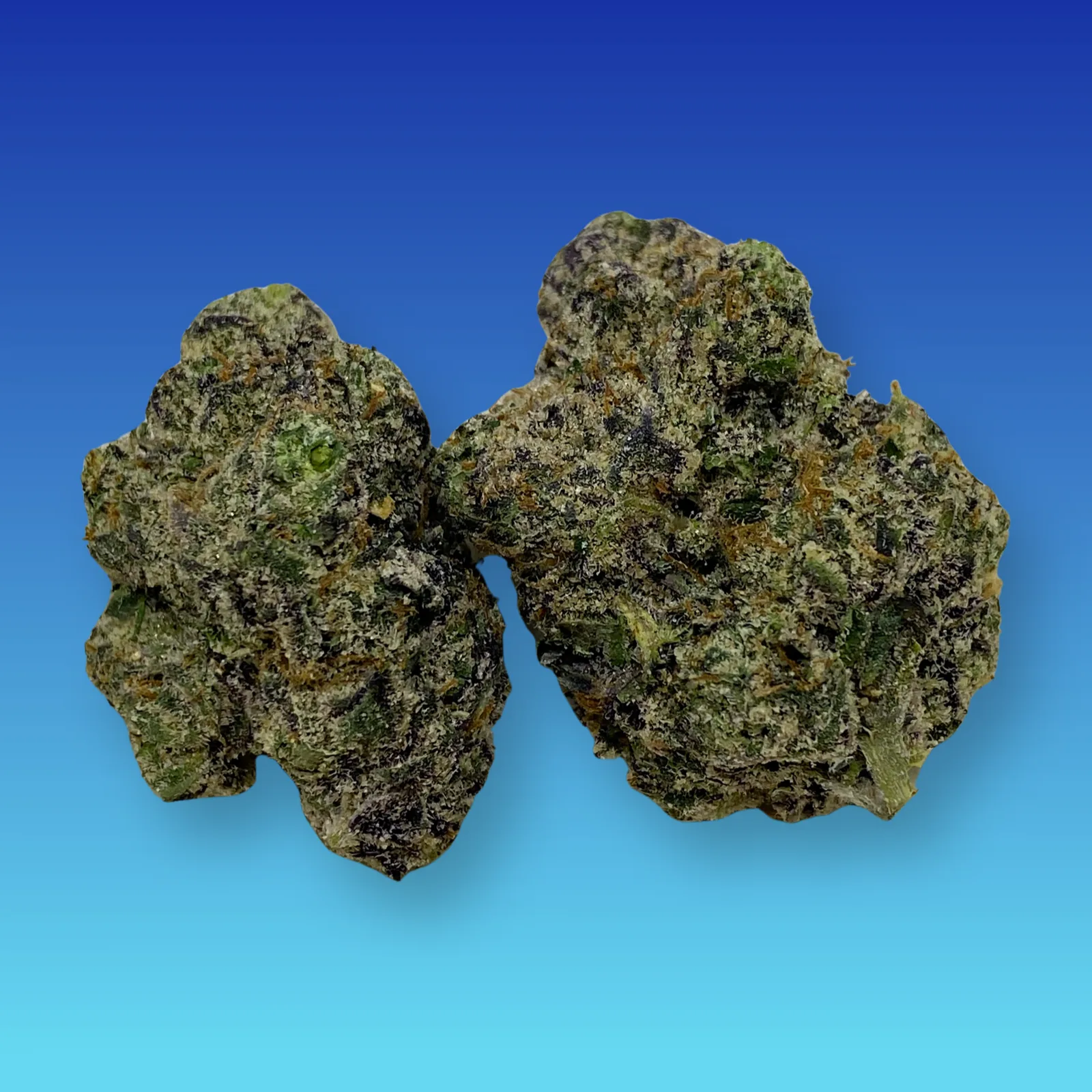 Warhead cannabis strain buds with sour citrus aroma and sweet candy flavor