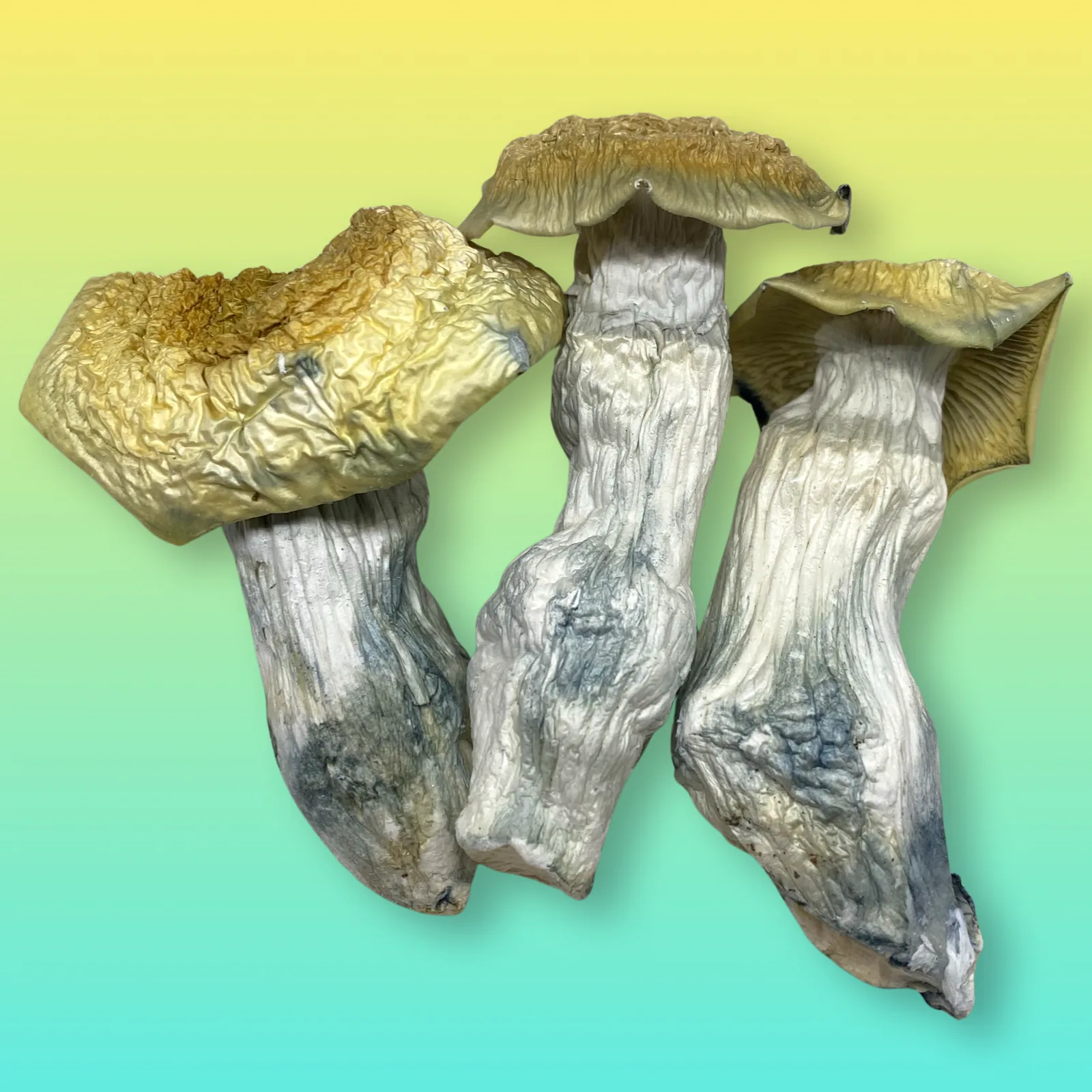 Yeti psilocybin mushroom strain with pale albino fruiting bodies