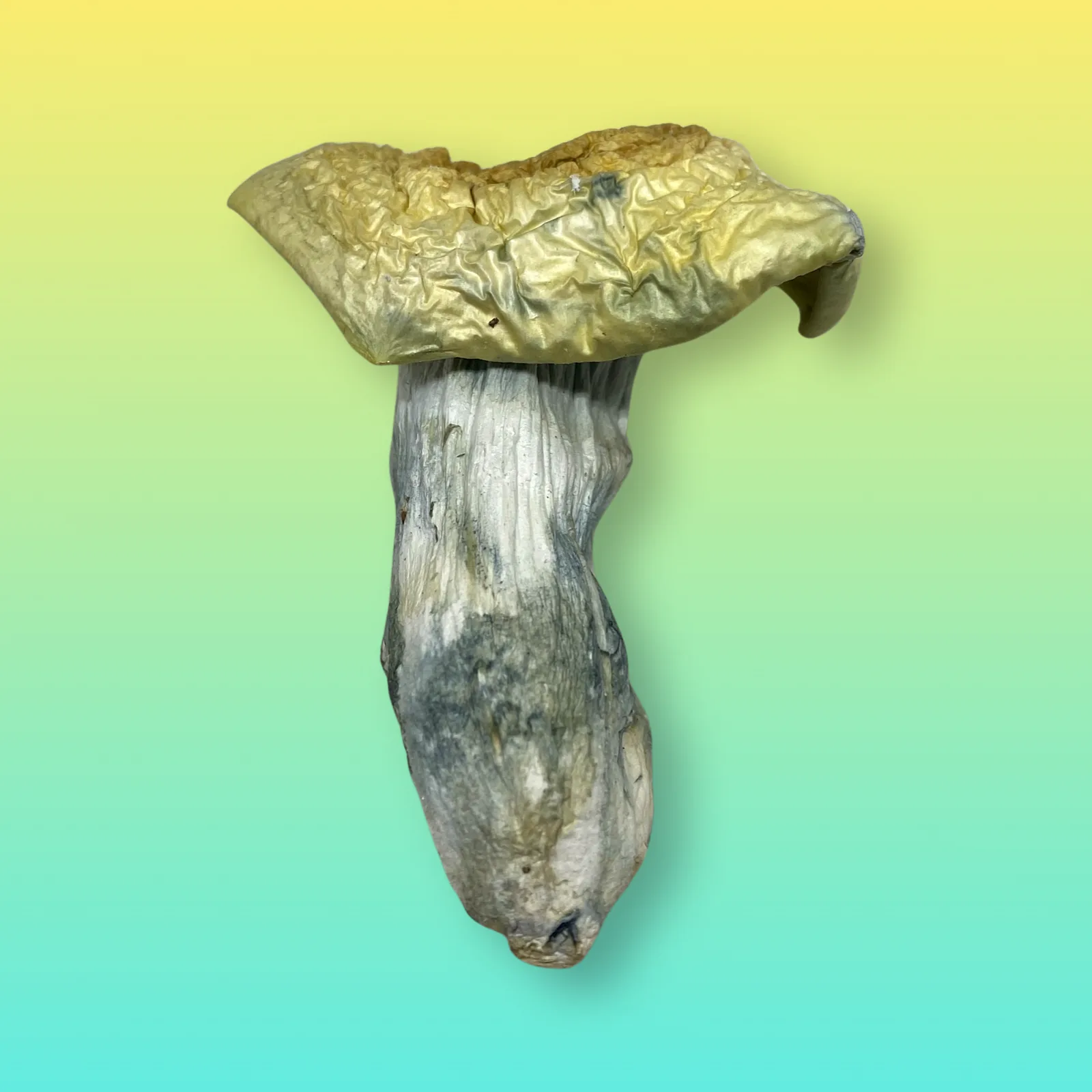 Yeti psilocybin mushroom strain with pale albino fruiting bodies