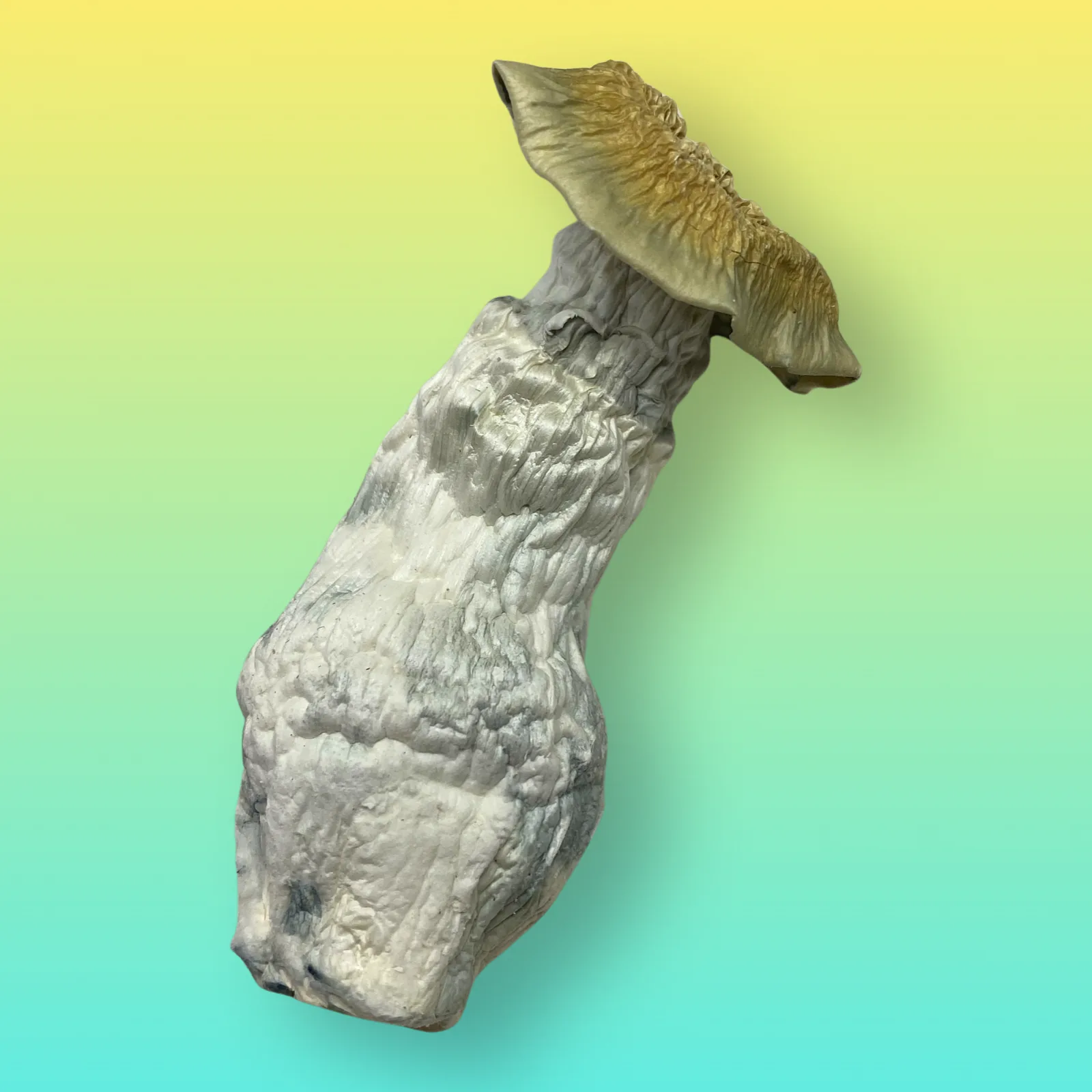 Yeti psilocybin mushroom strain with pale albino fruiting bodies