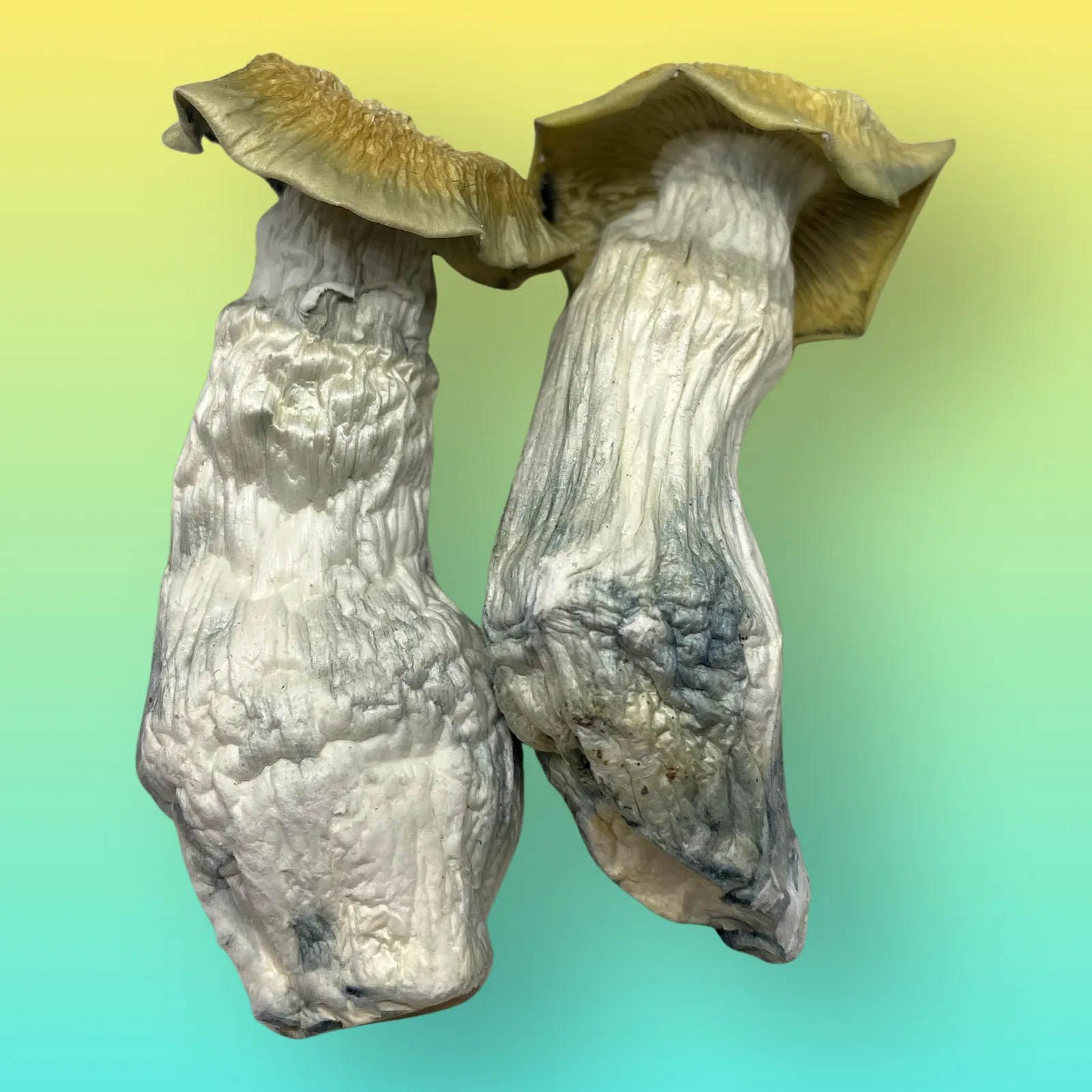 Yeti psilocybin mushroom strain with pale albino fruiting bodies