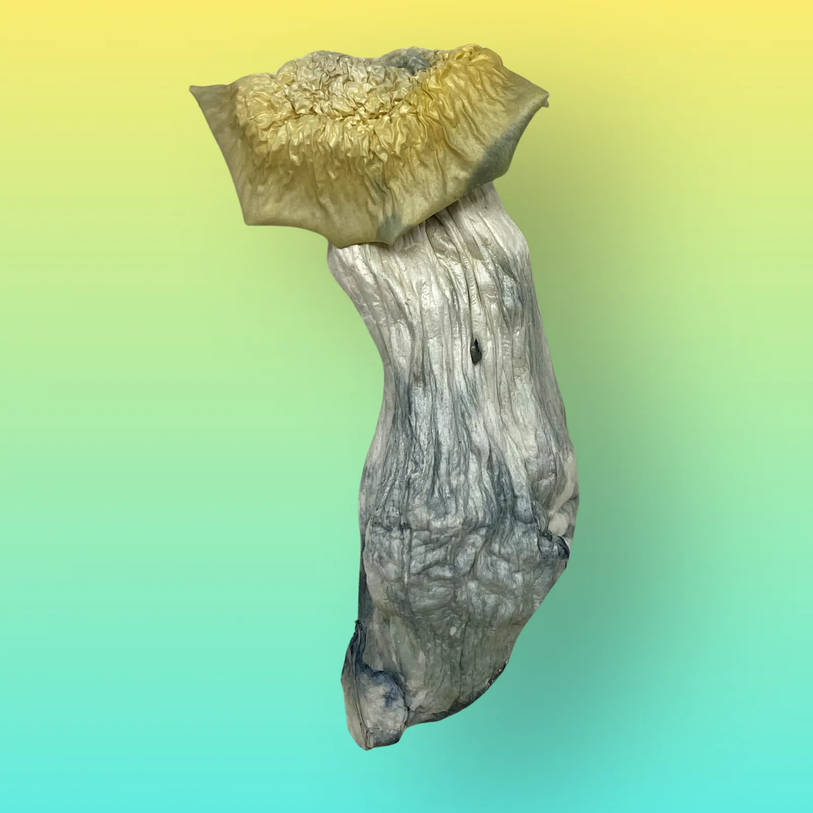 Yeti psilocybin mushroom strain with pale albino fruiting bodies