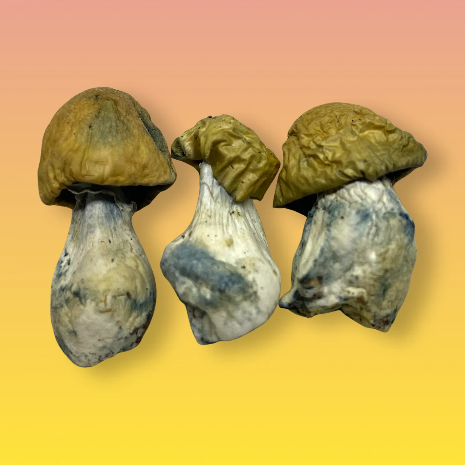 B+ psilocybin mushroom strain with golden caps and thick stems