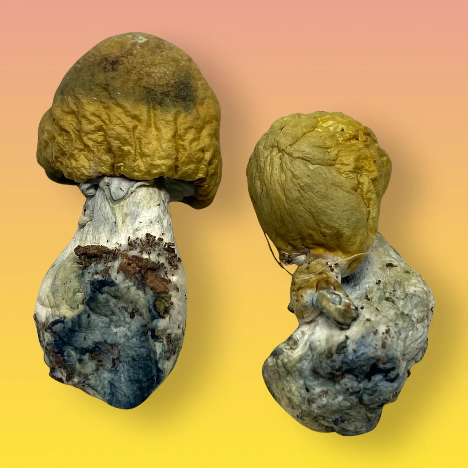 B+ psilocybin mushroom strain with golden caps and thick stems