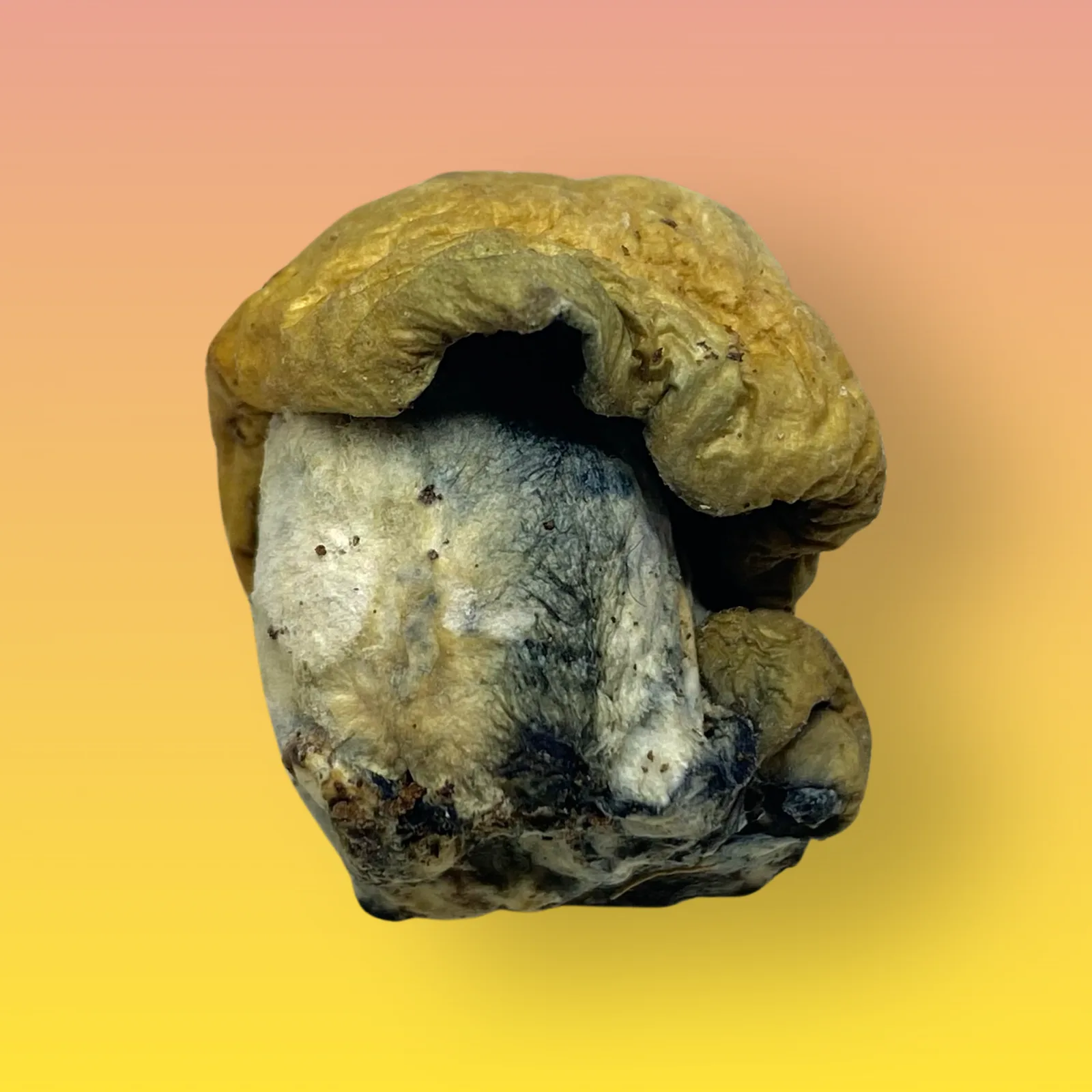 B+ psilocybin mushroom strain with golden caps and thick stems