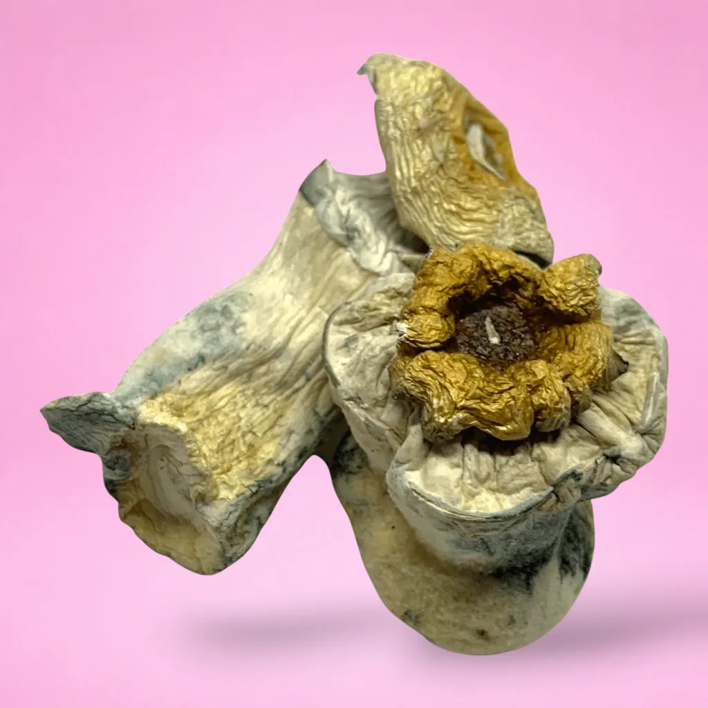 MVP psilocybin mushrooms – dried magic mushrooms with thick stems and dark caps, available at Baked In Bushwick.