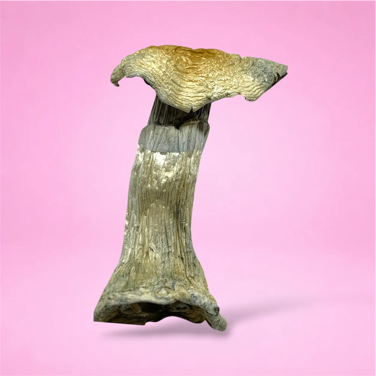 MVP psilocybin mushrooms – dried magic mushrooms with thick stems and dark caps, available at Baked In Bushwick.