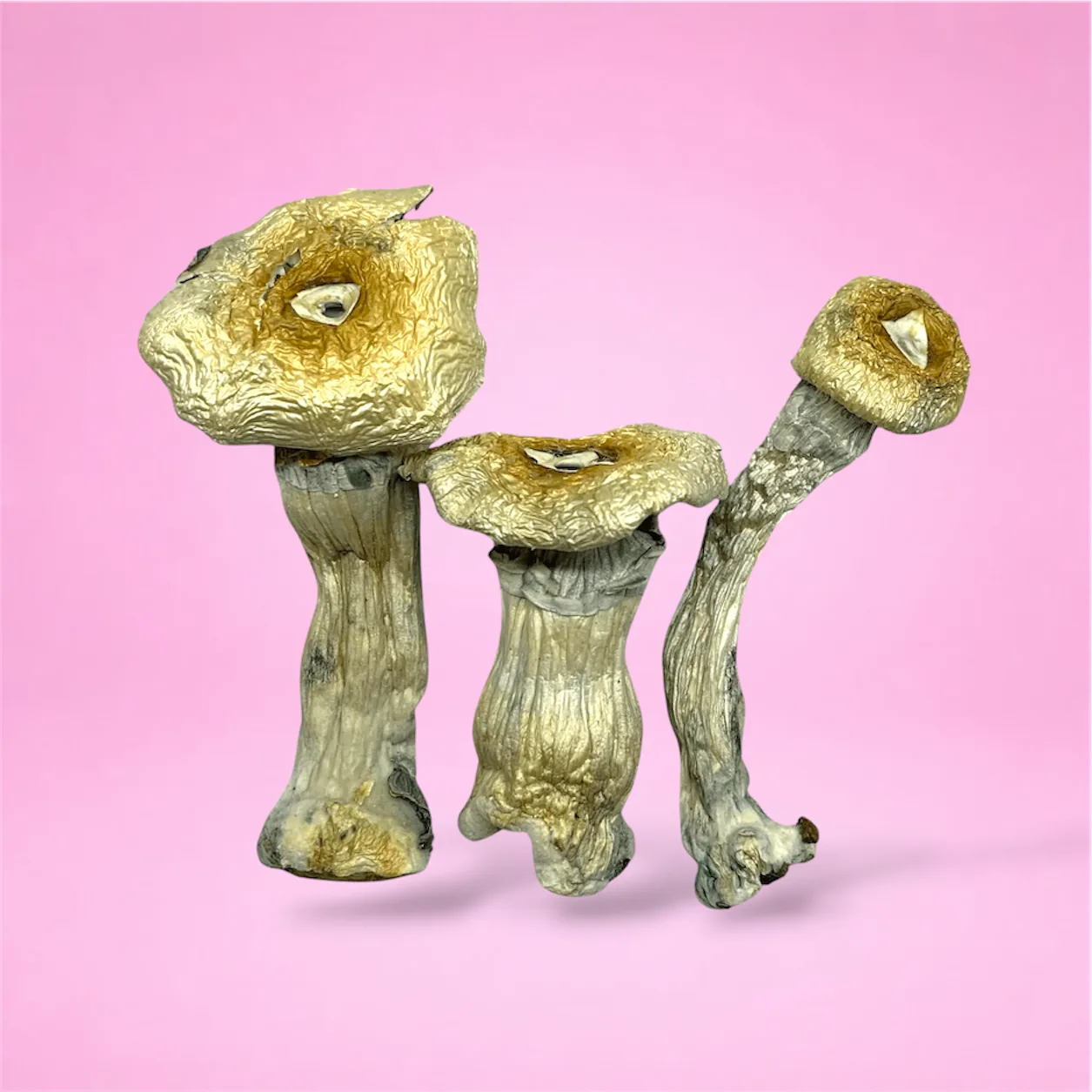 MVP psilocybin mushrooms – dried magic mushrooms with thick stems and dark caps, available at Baked In Bushwick.