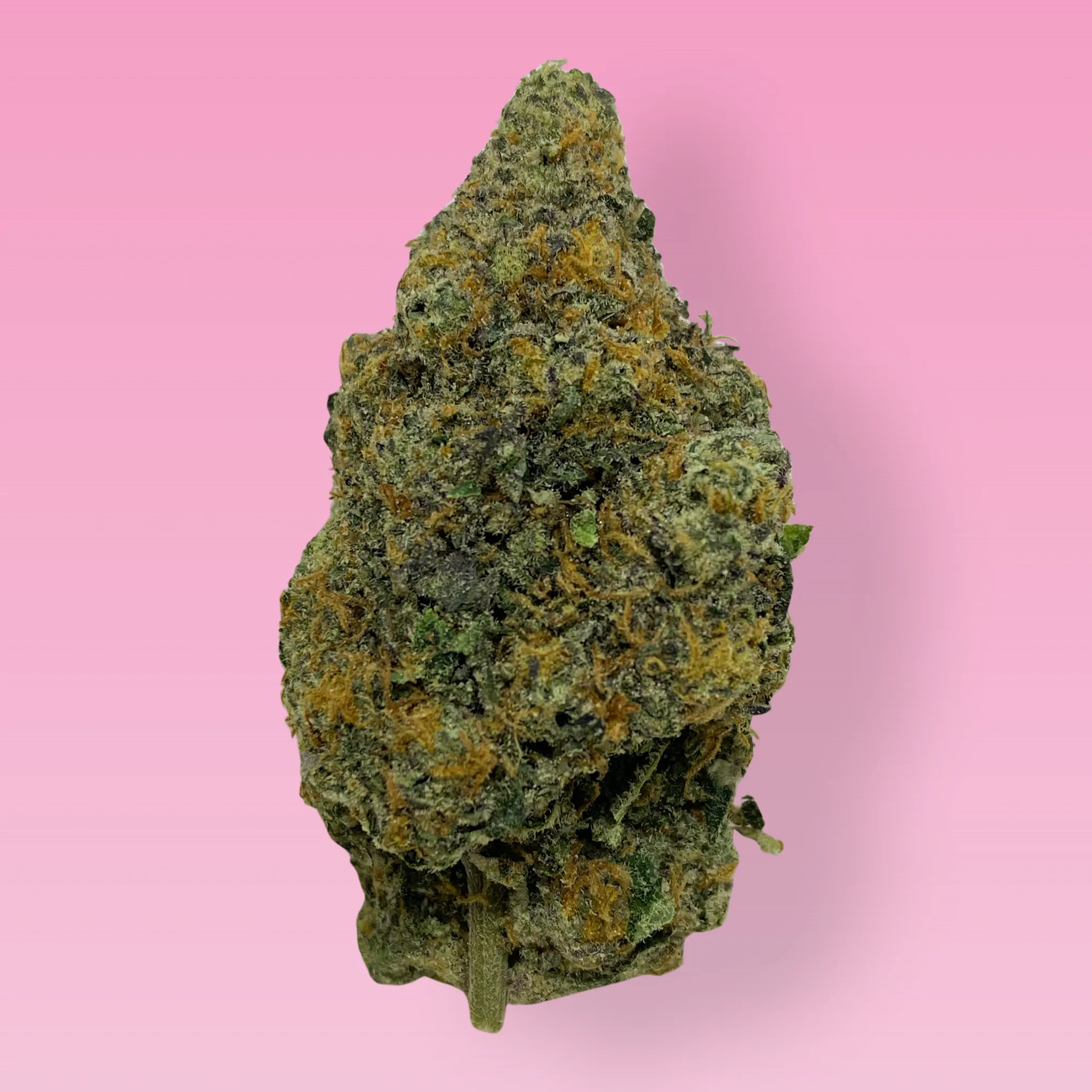 Guava cannabis strain buds with tropical fruit aroma