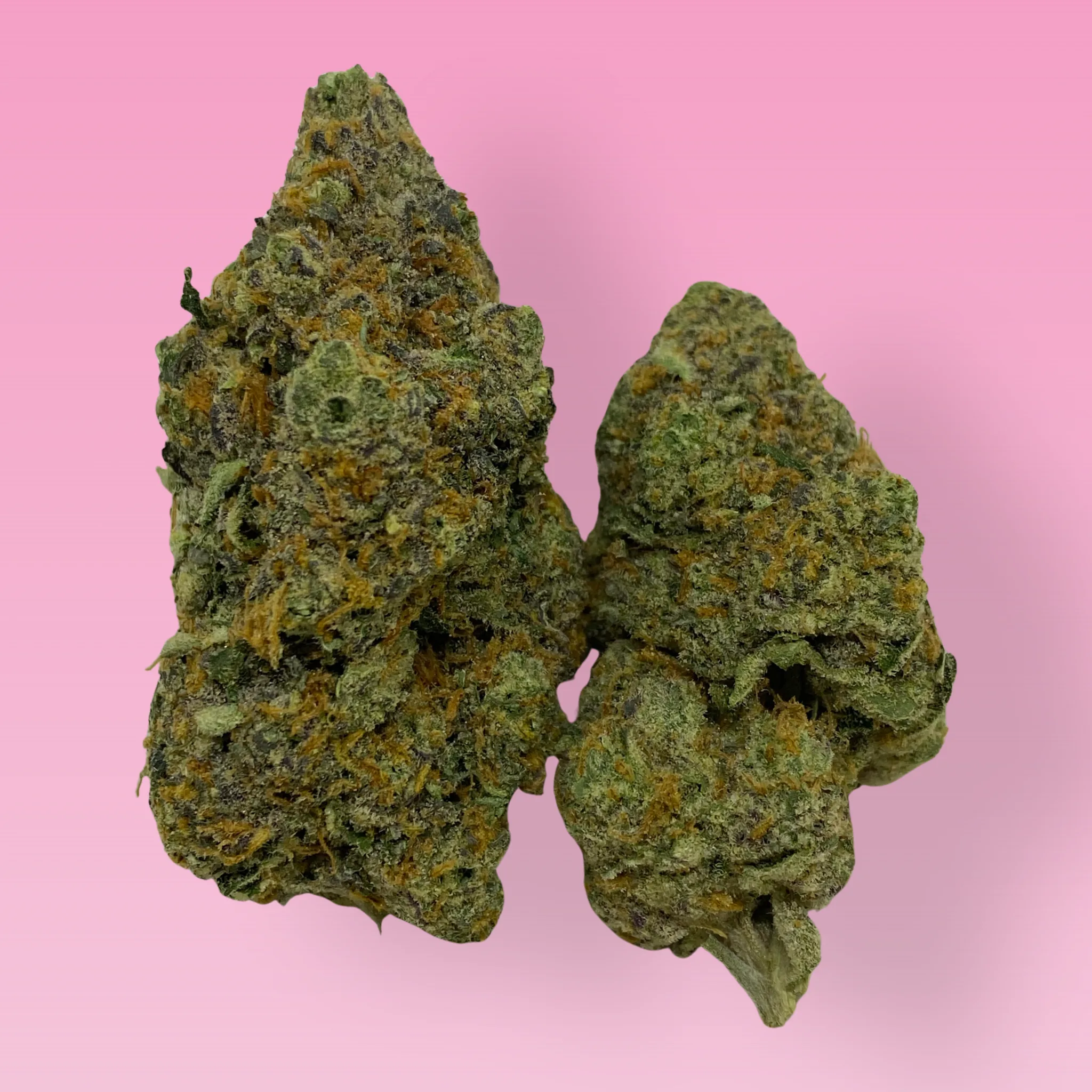 Guava cannabis strain buds with tropical fruit aroma