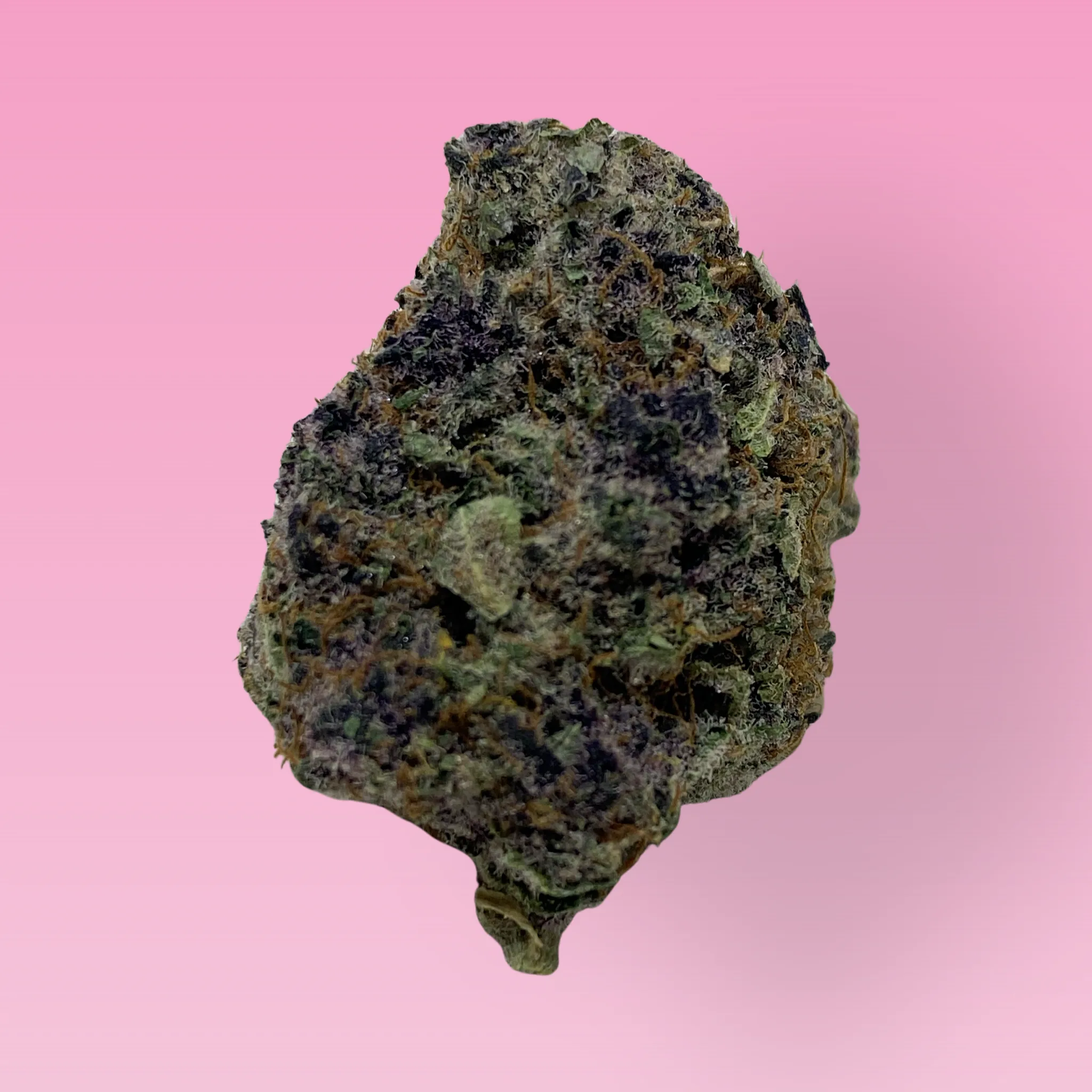 Cherry Bomb cannabis strain buds with sweet cherry aroma and berry notes