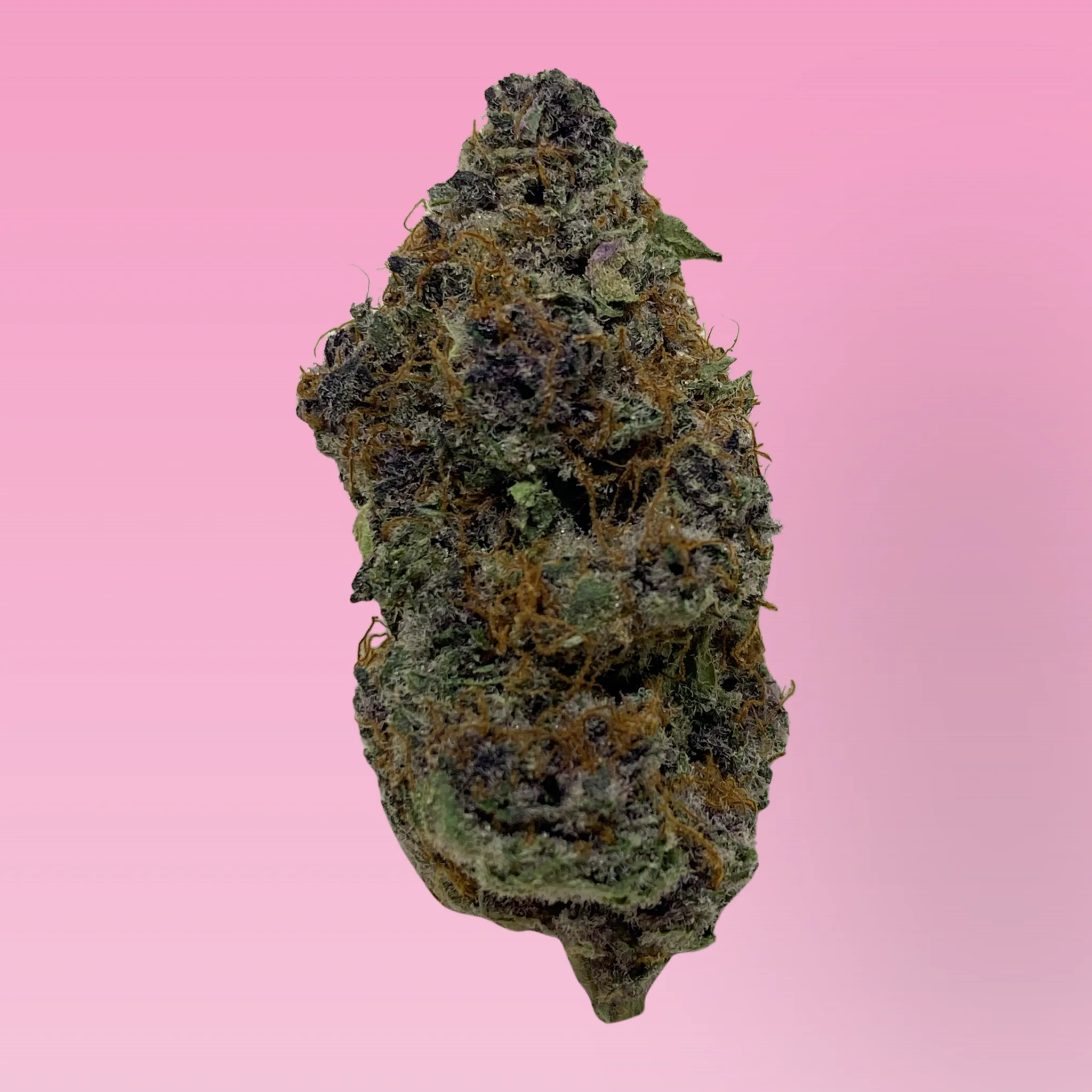 Cherry Bomb cannabis strain buds with sweet cherry aroma and berry notes