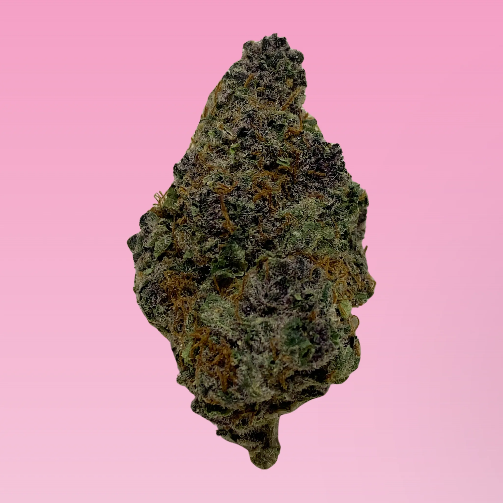 Cherry Bomb cannabis strain buds with sweet cherry aroma and berry notes