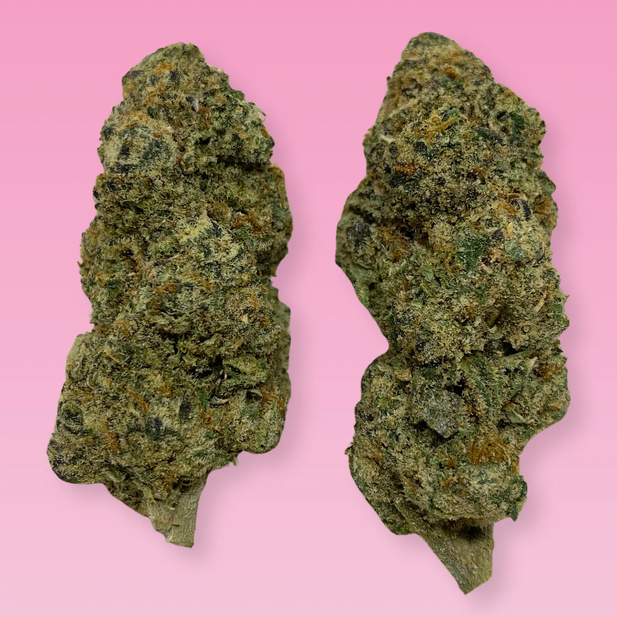 Tamalez cannabis strain buds with earthy and spicy aroma
