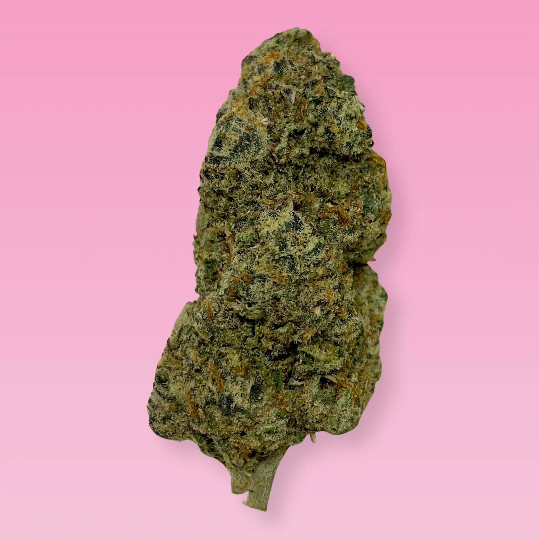 Tamalez cannabis strain buds with earthy and spicy aroma