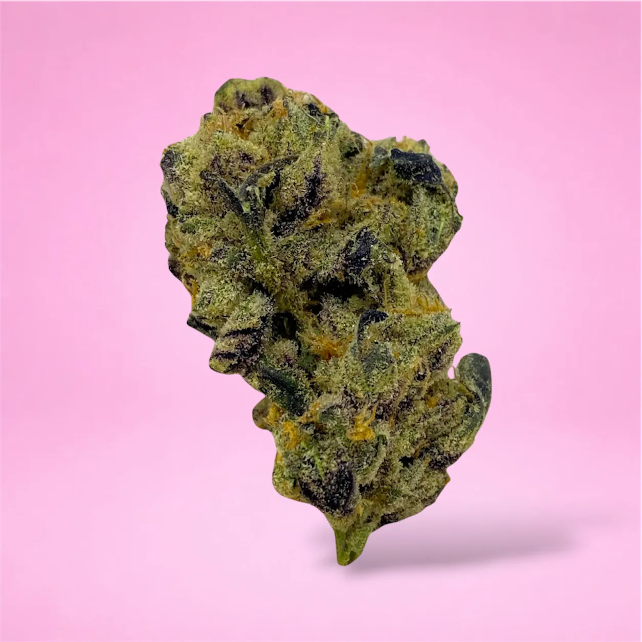 Cheetah Piss cannabis strain buds with citrus and diesel aroma