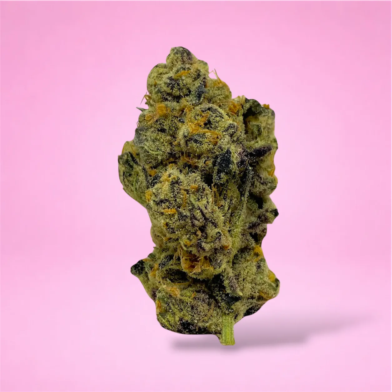 Cheetah Piss cannabis strain buds with citrus and diesel aroma